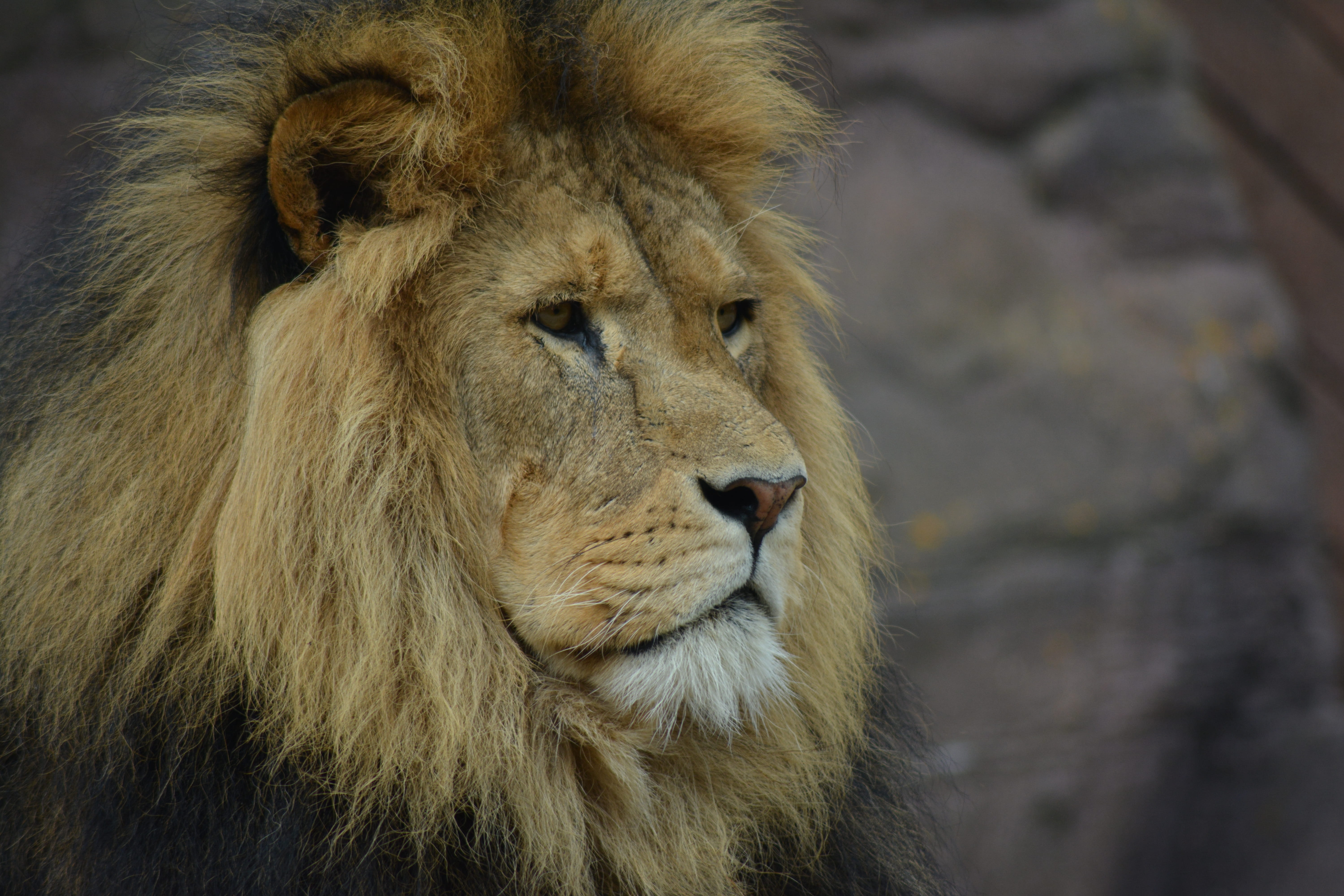one animal, colchester, close-up, animal head, looking away, looking, cat, animal wildlife, mammal, feline, focus on foreground, animal body part, colchester zoo, HD Wallpaper