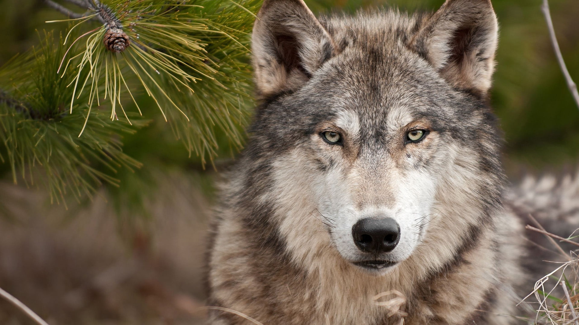 animals, 1080P, coyote, canine, wolf, timber wolf, HD Wallpaper