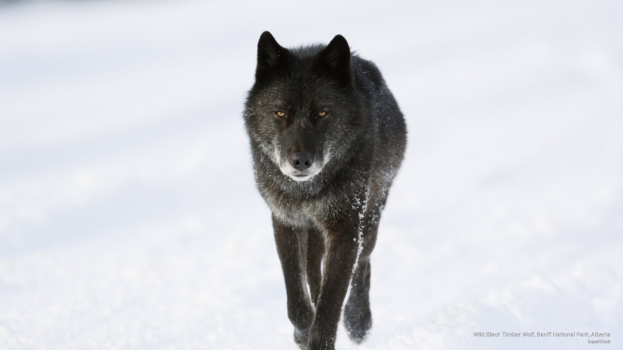 banff, black, wolf, Animals, wild, national, alberta, timber, park, 2K, HD Wallpaper