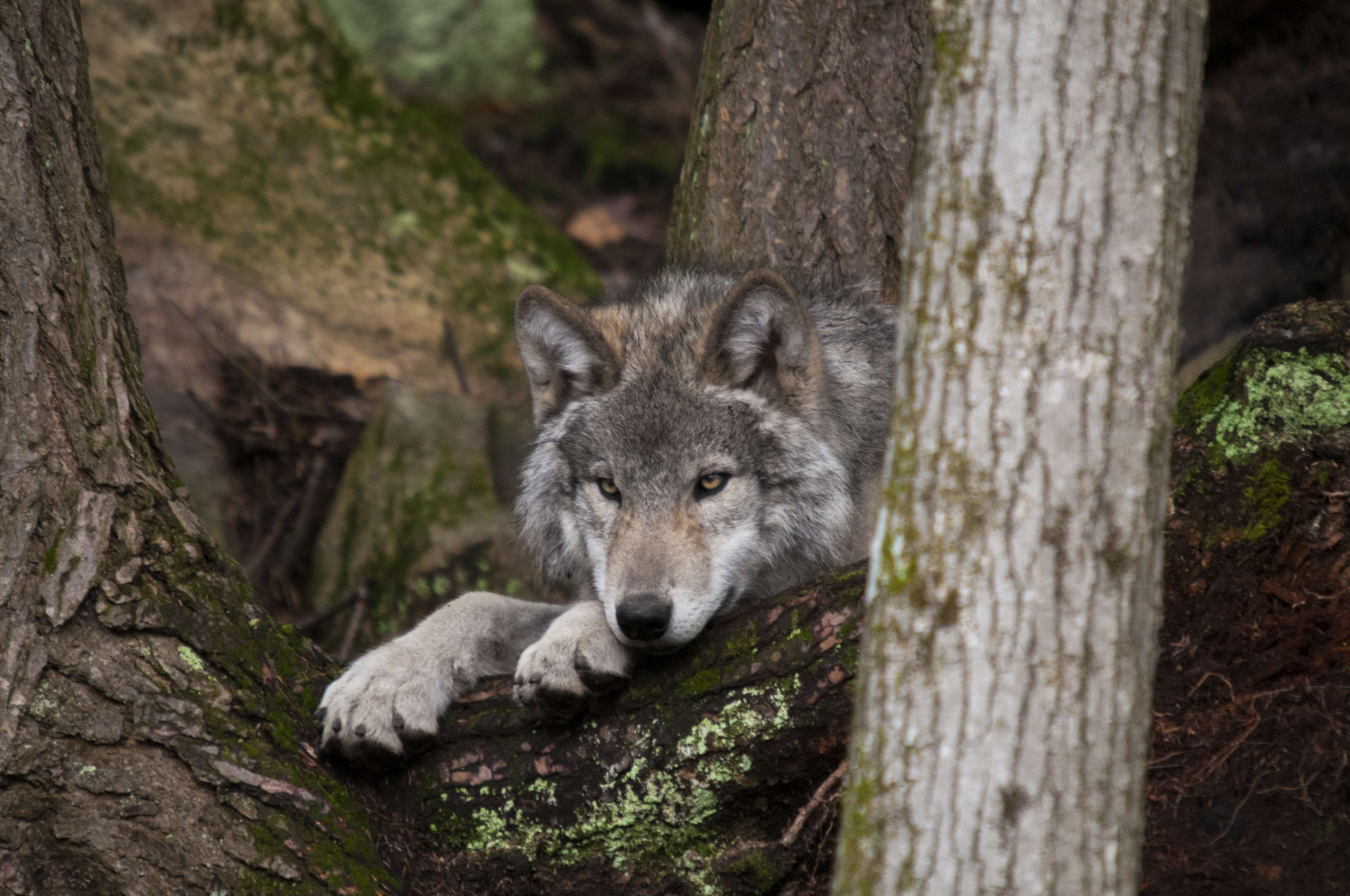 predator, timber, day, no people, one animal, animal, portrait, outdoors, plant, fur, animal head, animals in the wild, woods, animal themes, wolf, wildlife, HD Wallpaper