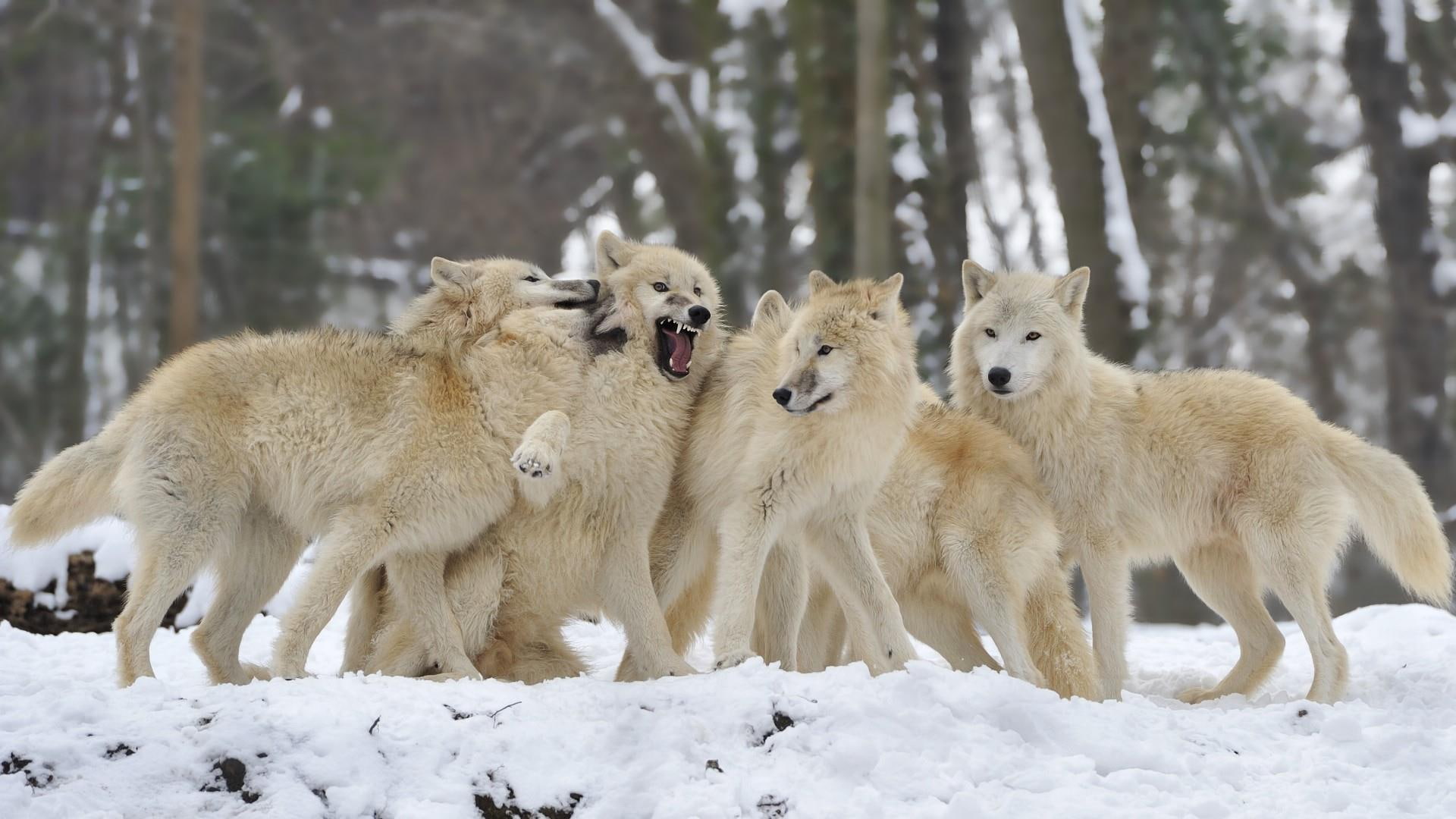 canine, timber wolf, animals, 1080P, mammal, animal, wolf, white wolf, HD Wallpaper