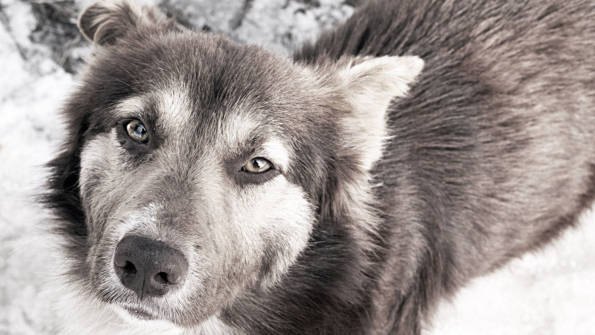 domestic, timber wolf, portrait, close-up, animal, animal themes, sled dog, looking at camera, siberian husky, eskimo dog, day, focus on foreground, no people, HD Wallpaper