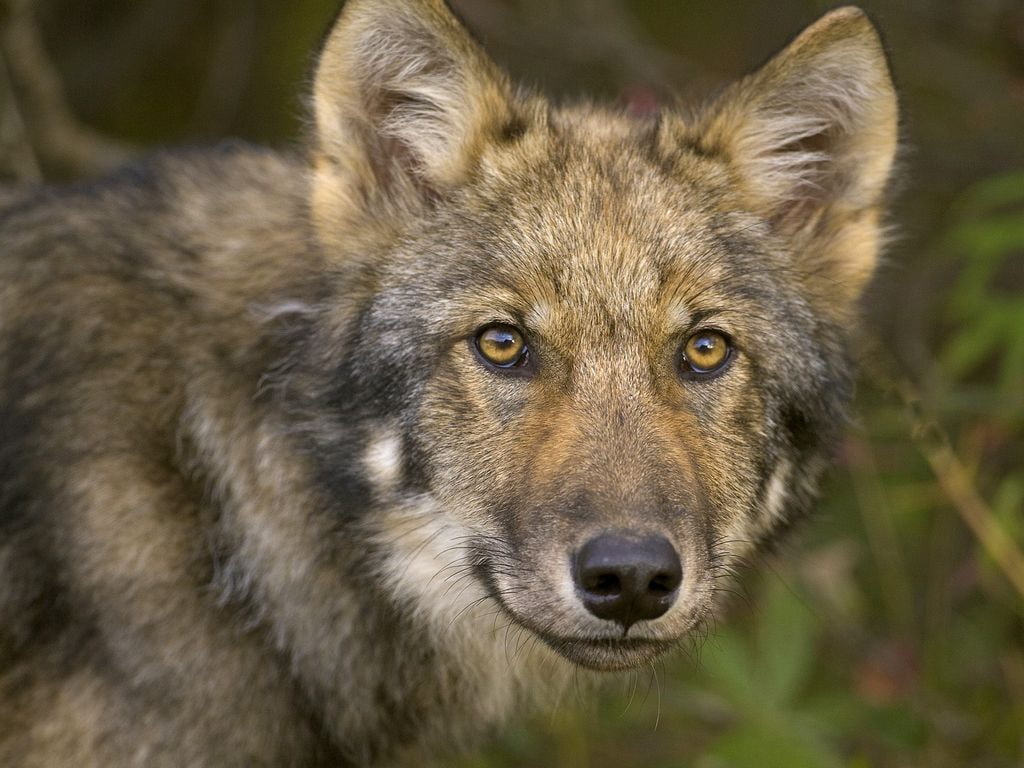 dogs, alaska, friend, hd, timber, park, art, FOR A FRIEND, young, A FRIEND, wolf, animals, denali, 480P, national, HD Wallpaper