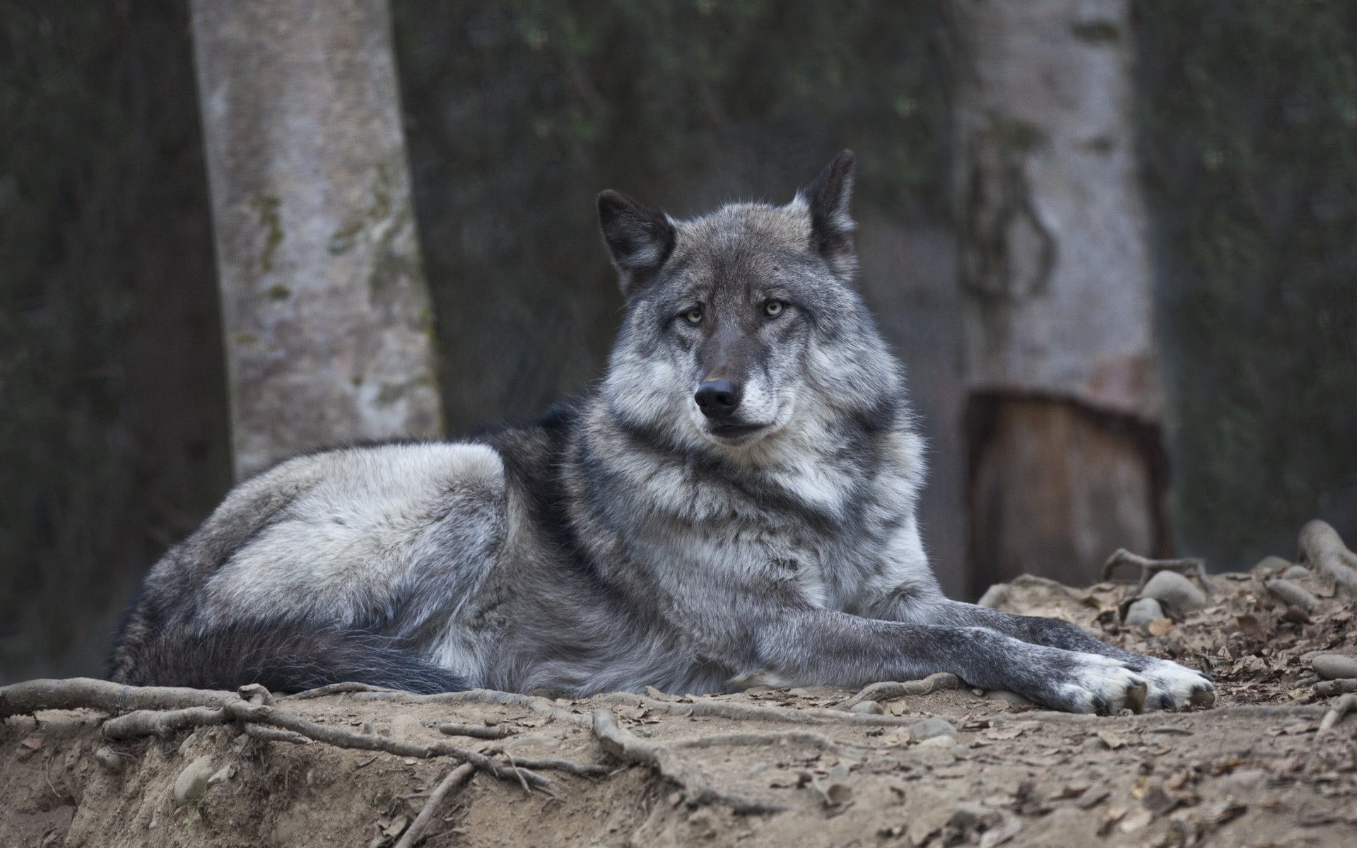animal wildlife, 1080P, animals in the wild, day, focus on foreground, gray, wolf, land, nature, one animal, outdoors, wood, mammal, timber, relaxation, HD Wallpaper