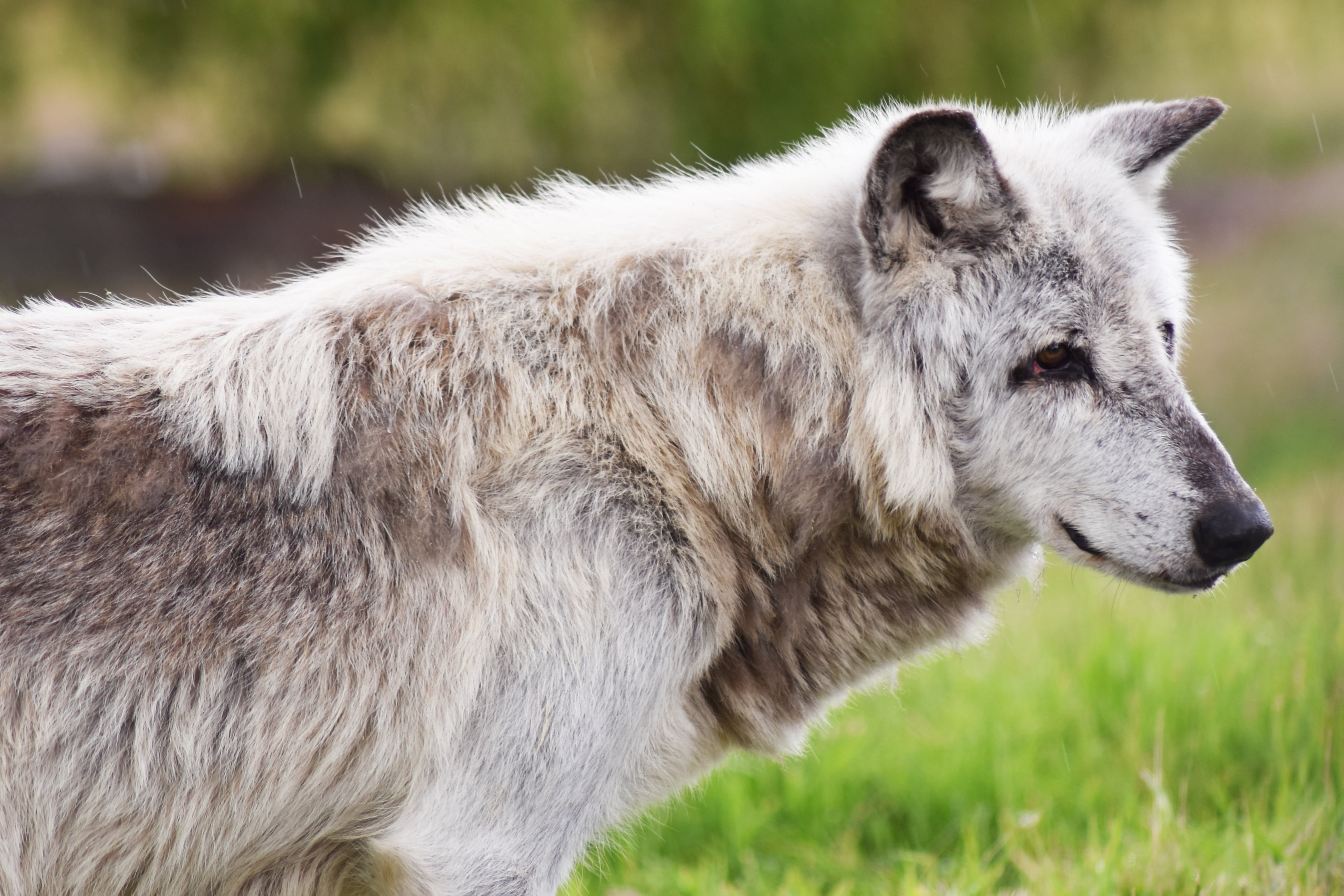 close-up, canine, dog, outdoors, selective, nature, wolf, domestic, field, photo, no people, pack, wolves, day, carnivore, 4K, profile view, animal wildlife, HD Wallpaper