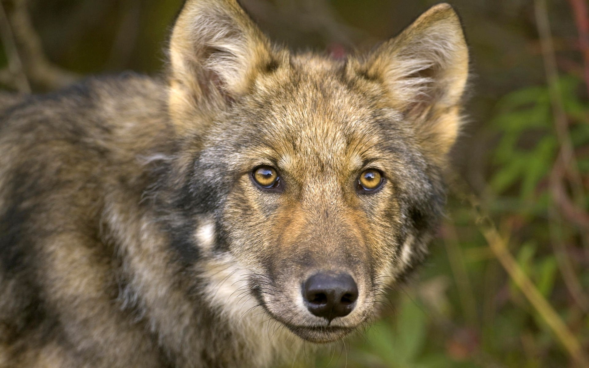 Hunting, focus on foreground, no people, Sight, animal body part, 1080P, looking at camera, canine, mammal, Mug, looking, day, snout, animal wildlife, HD Wallpaper