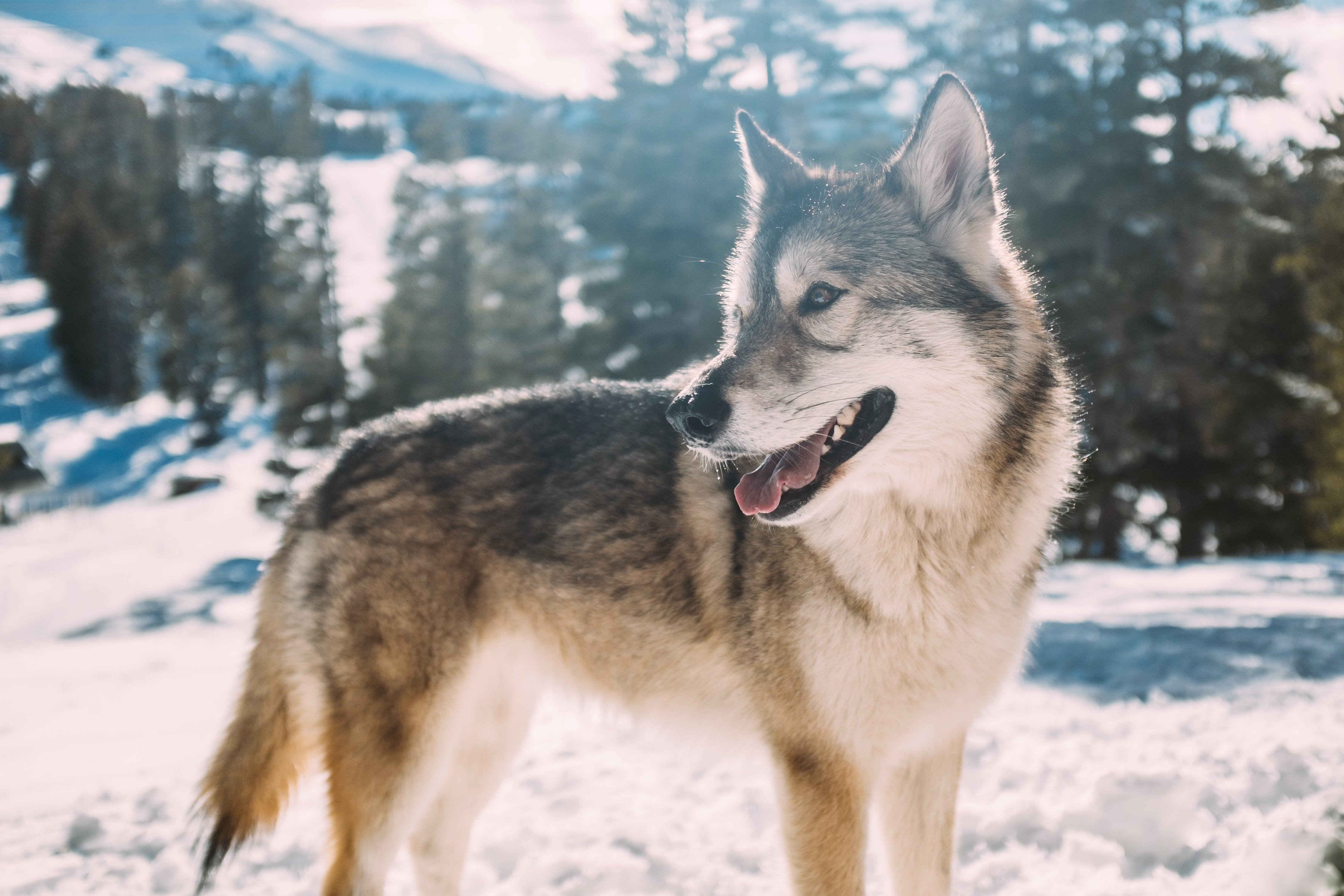 siberian husky, forest, canine, one Animal, purebred Dog, outdoors, dog, day, cold temperature, pet, no people, winter, animal themes, cold - Temperature, HD Wallpaper