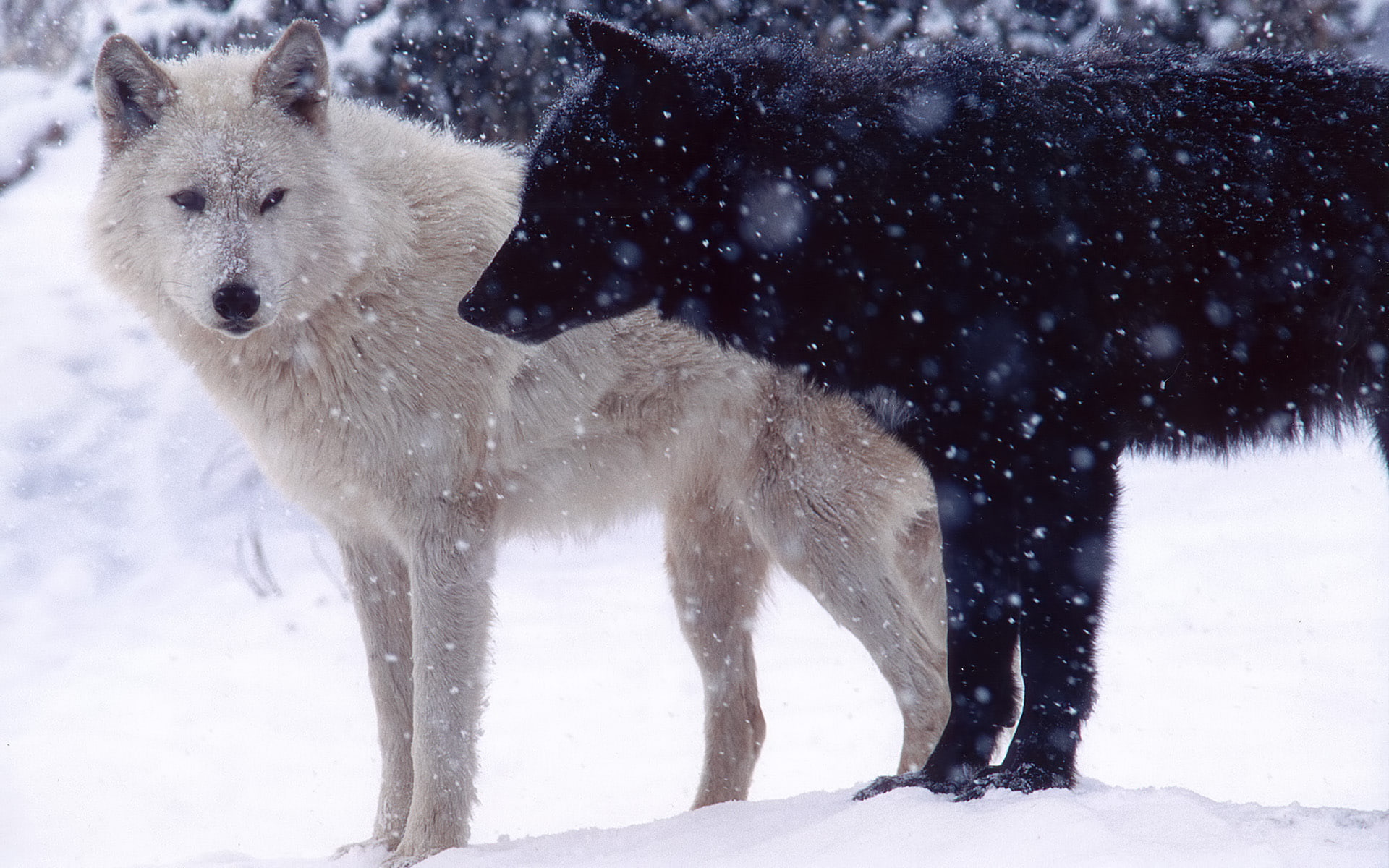 two, wolves, snow, 1080P, wolf, animals, winter, hd, HD Wallpaper