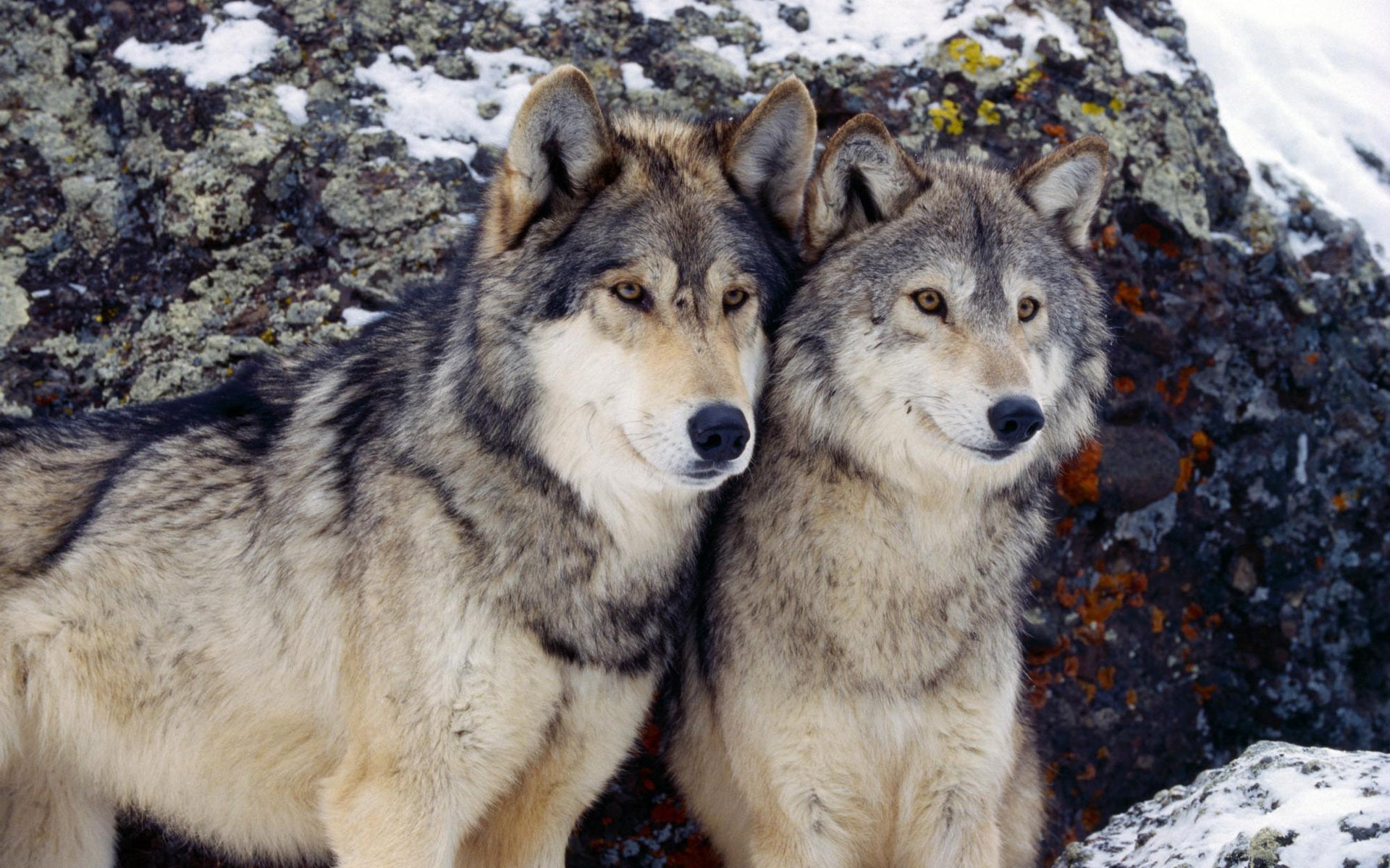 togetherness, two, snow, wolf, danger, carnivore, black, animal, wildlife, nature, canine, day, gray Wolf, wolves, no People, rocks, wilderness Area, one Animal, HD Wallpaper