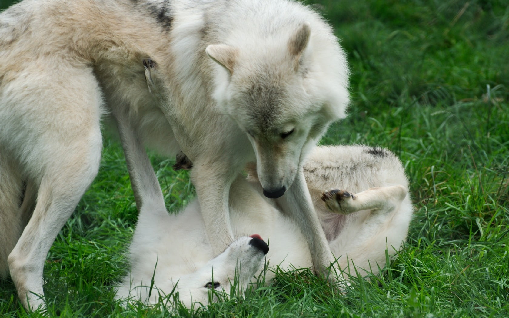720P, green color, young Animal, nature, animal family, the Natural World, purebred Dog, looking, plant, one Animal, vertebrate, outdoors, couple, wolves, HD Wallpaper