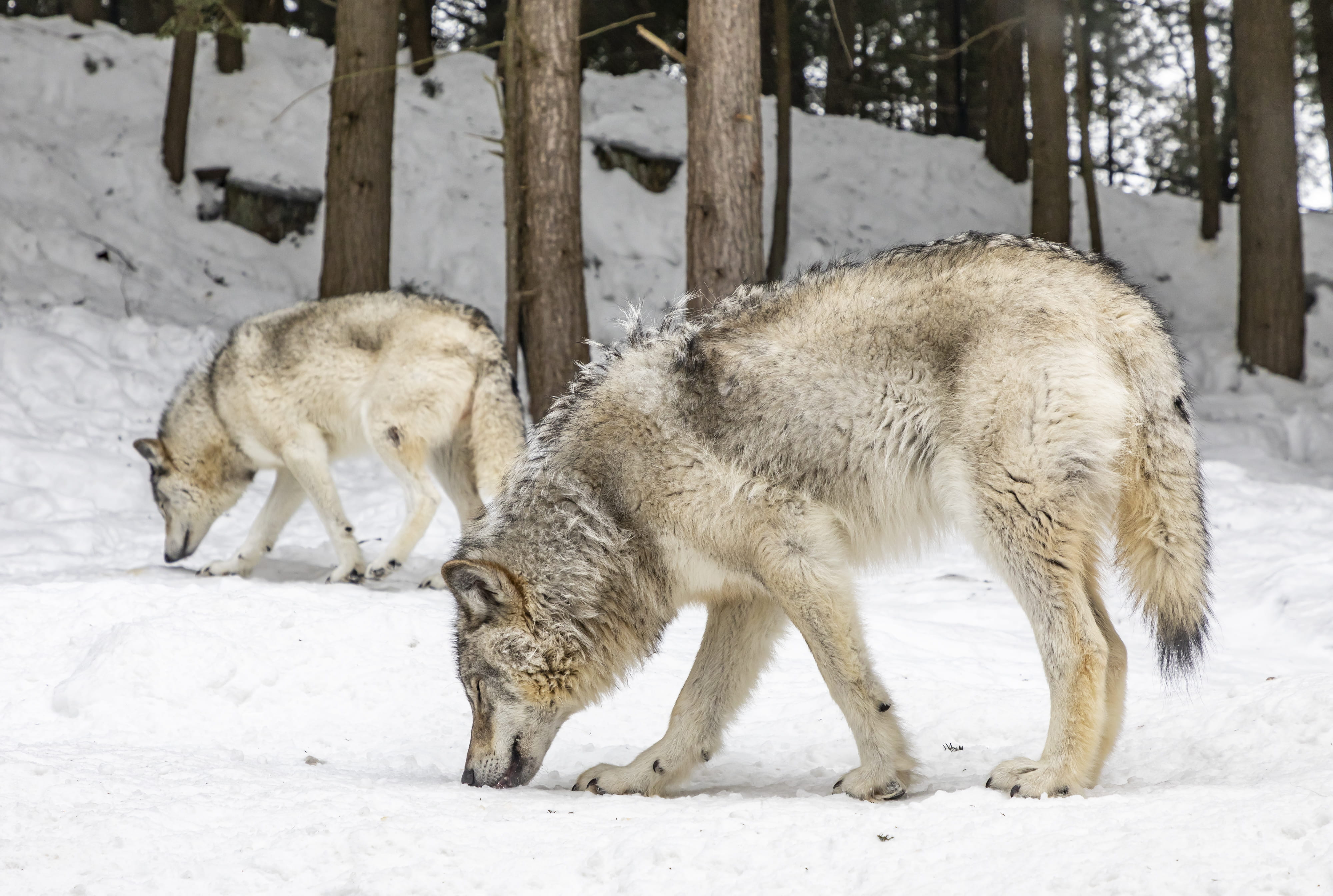 wolf, winter, white color, day, animal, field, herbivorous, vertebrate, wolves, outdoors, two, cold temperature, 4K, nature, mammal, two animals, group of animals, HD Wallpaper