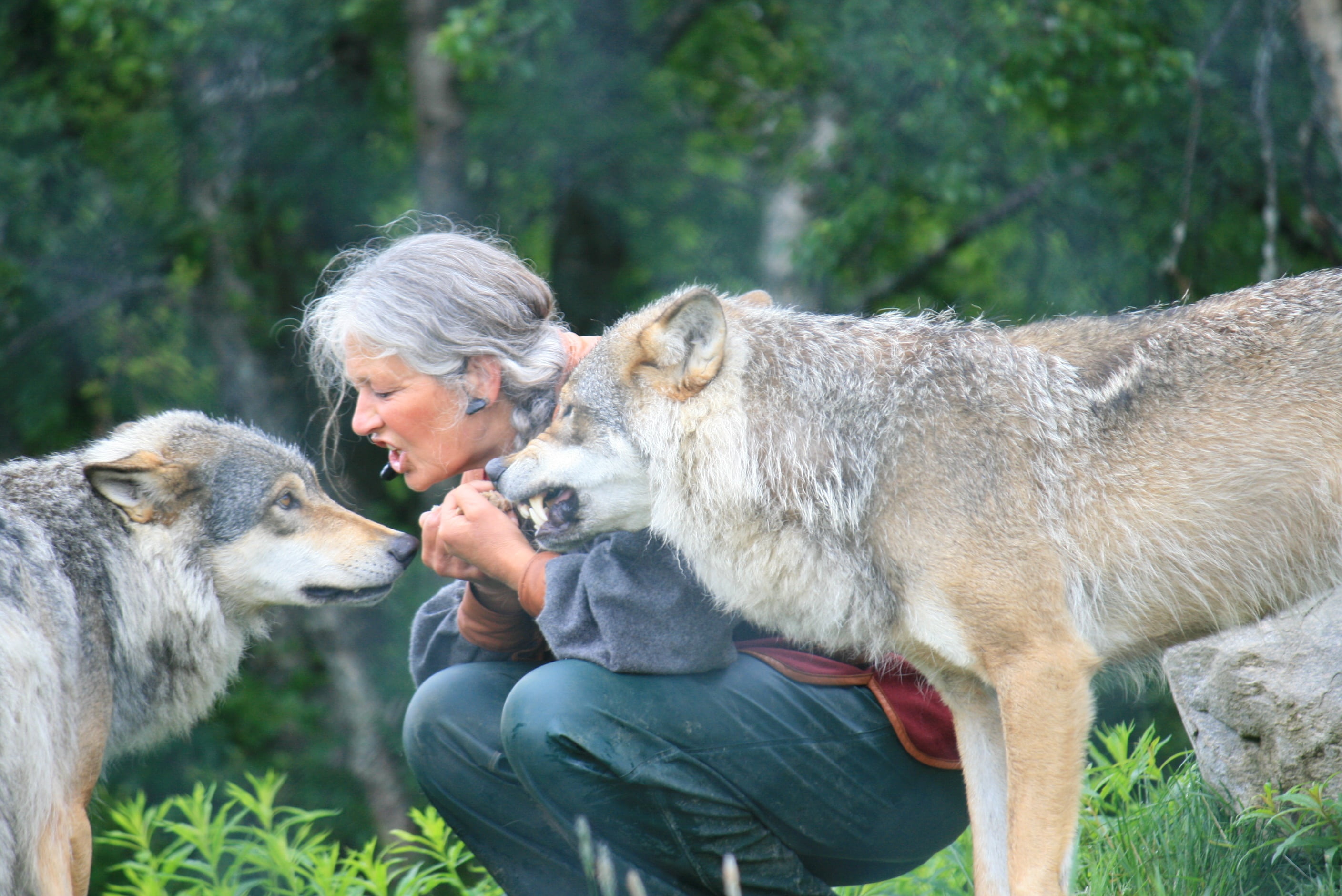 farm, one animal, pets, 2K, positive emotion, wolf, pet owner, woman, love, animal Themes, risk, mammal, bottoms, beside, training, dog, senior adult, HD Wallpaper