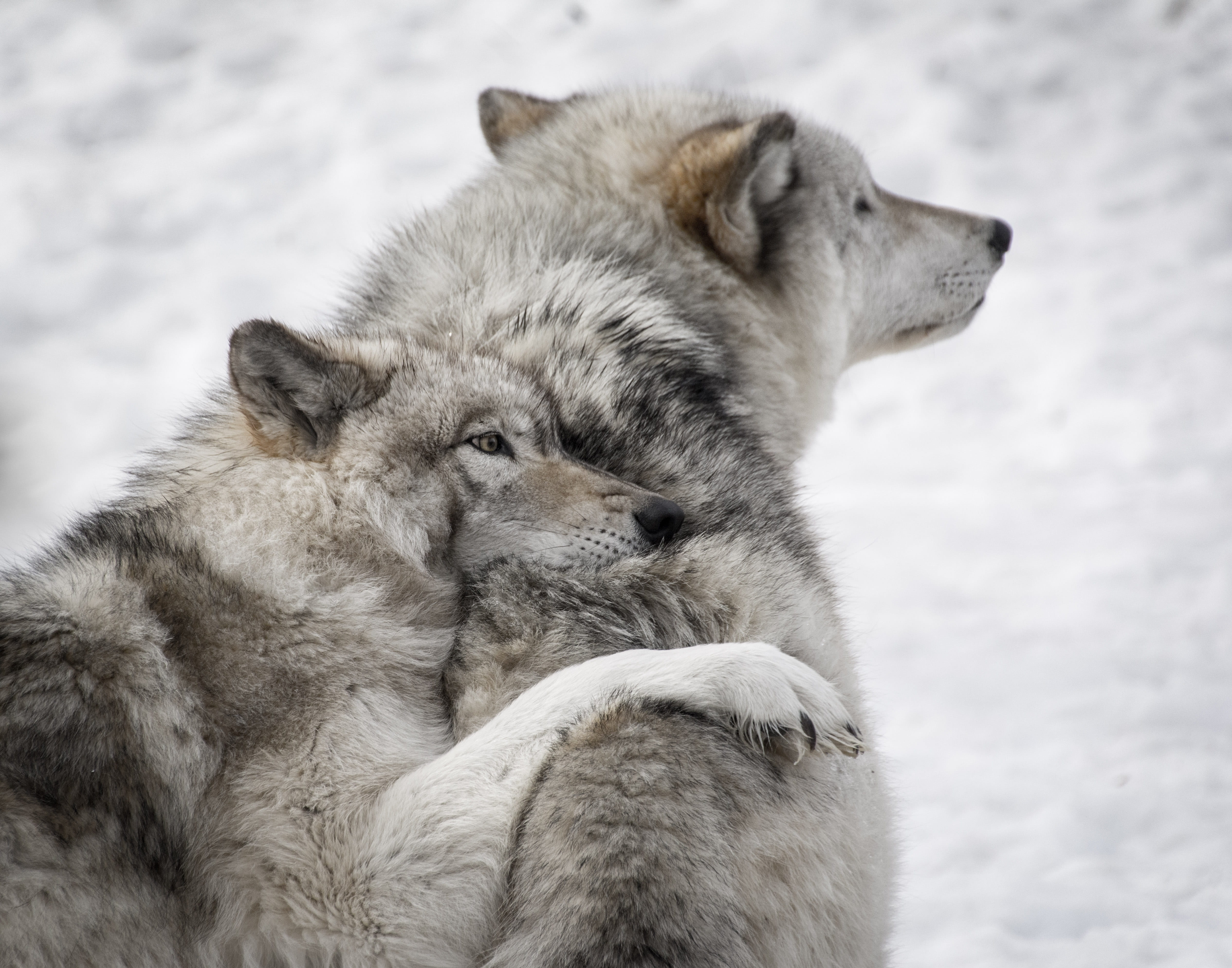 animal family, pets, animal wildlife, wolves, mammal, vertebrate, snow, two, winter, cold temperature, care, dog, nature, group of animals, two animals, HD Wallpaper