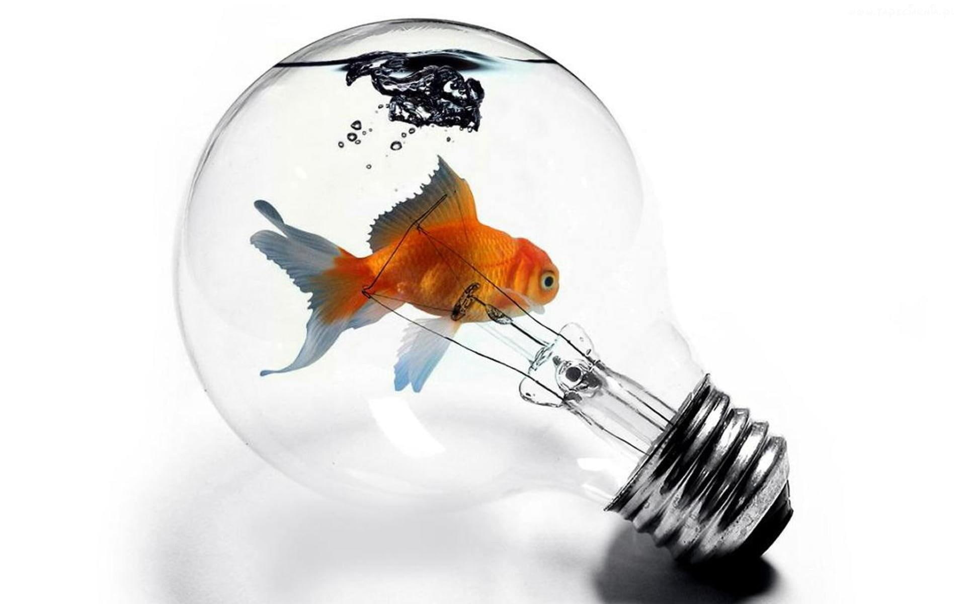 golden, animal, 1080P, fish, animals, other, HD Wallpaper