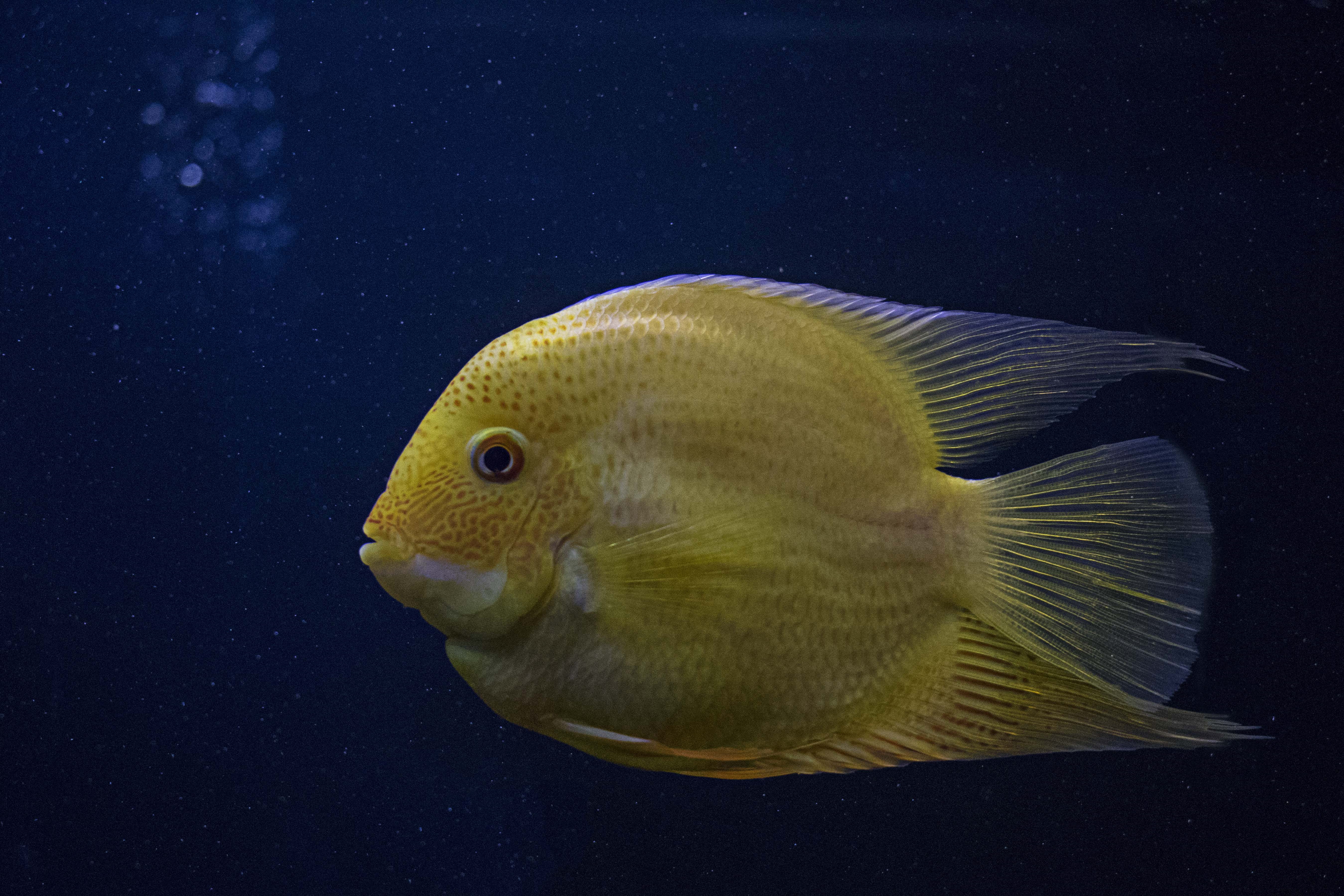 diving, marine, animals in the wild, coral, single, water, color, nature, scales, close, saltwater fish, vertebrate, one animal, photography, animal themes, HD Wallpaper