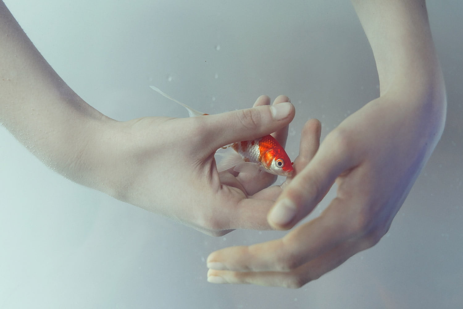 body part, Origin, holding, nature, golden, offspring, one person, marta bevacqua, underwater, fish, sea, food, healthy eating, orange, indoors, hand, orange color, HD Wallpaper