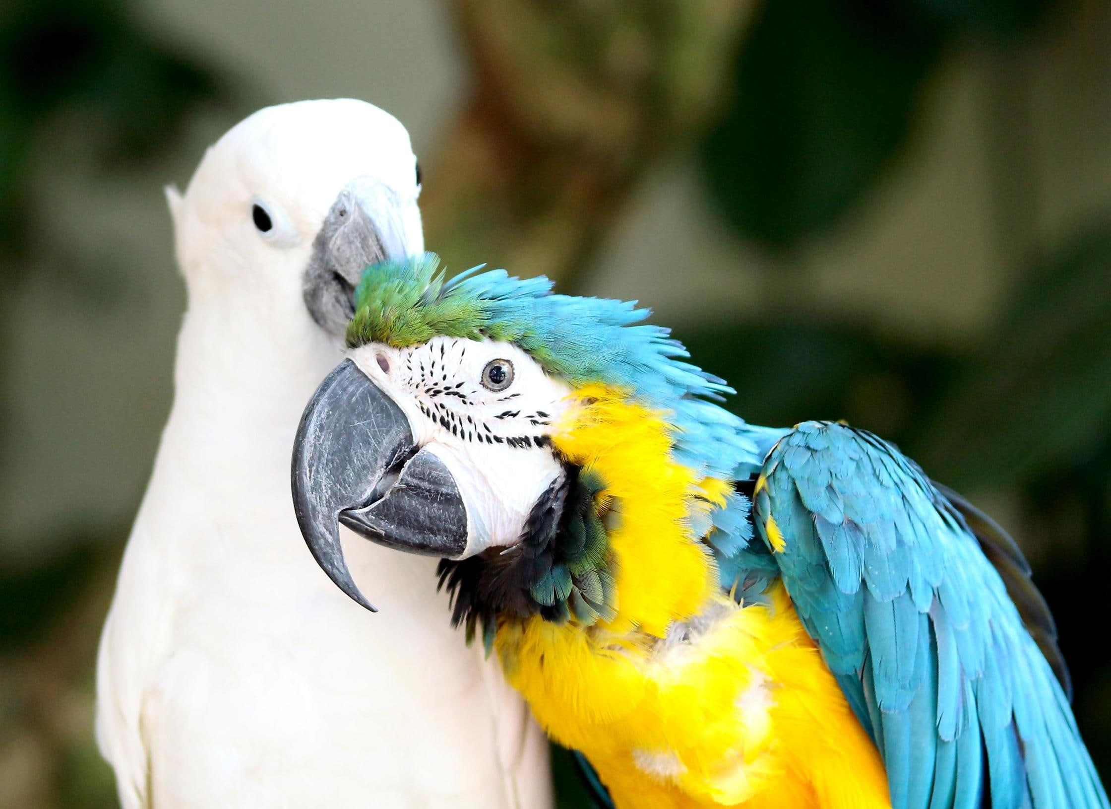 birds, animal, 1080P, animals, bird, two, parrots, HD Wallpaper
