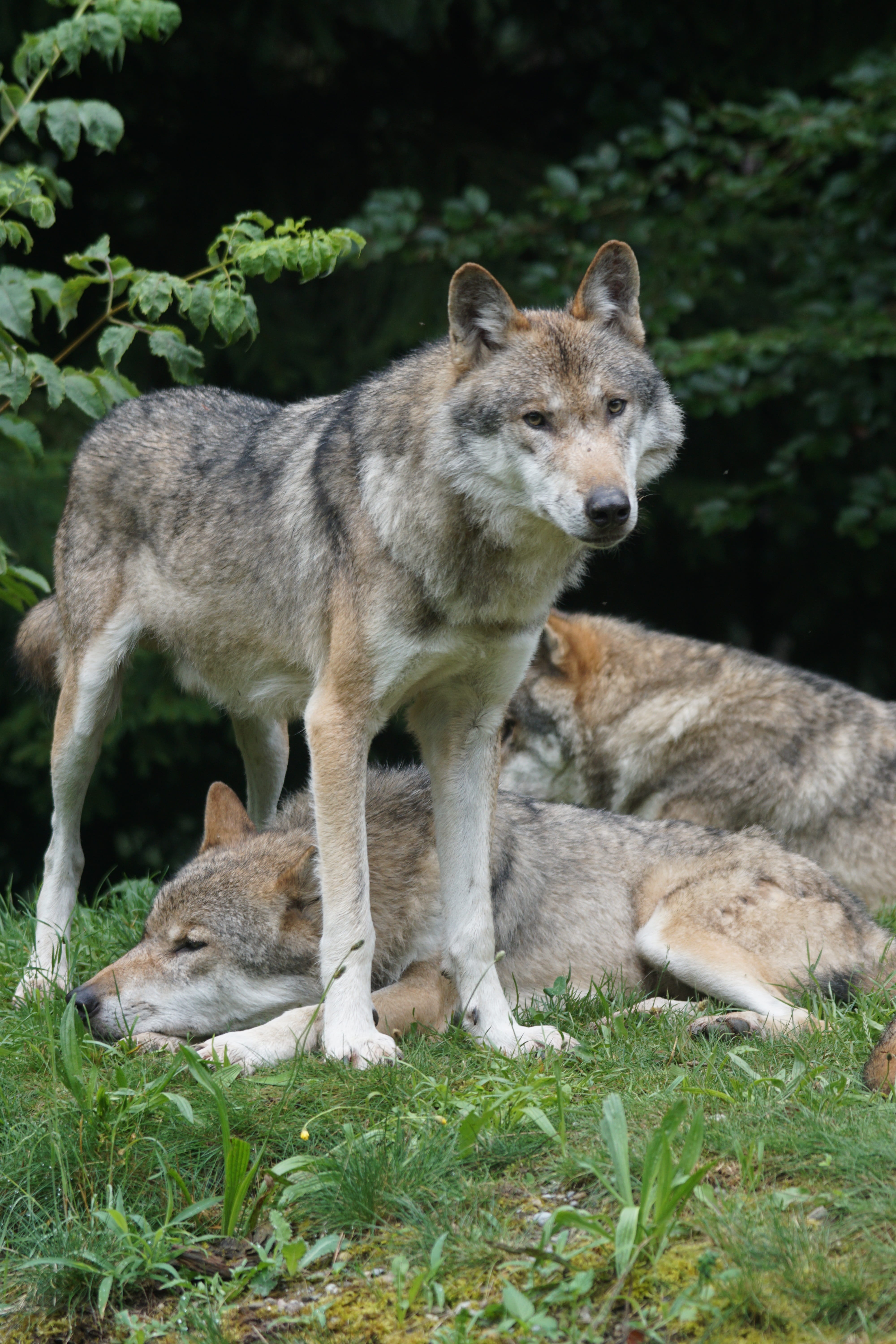 group of animals, leitwolf, european wolf, domestic animals, two animals, field, animal family, grass, outdoors, daytime, animals in the wild, pets, green, Phone HD Wallpaper