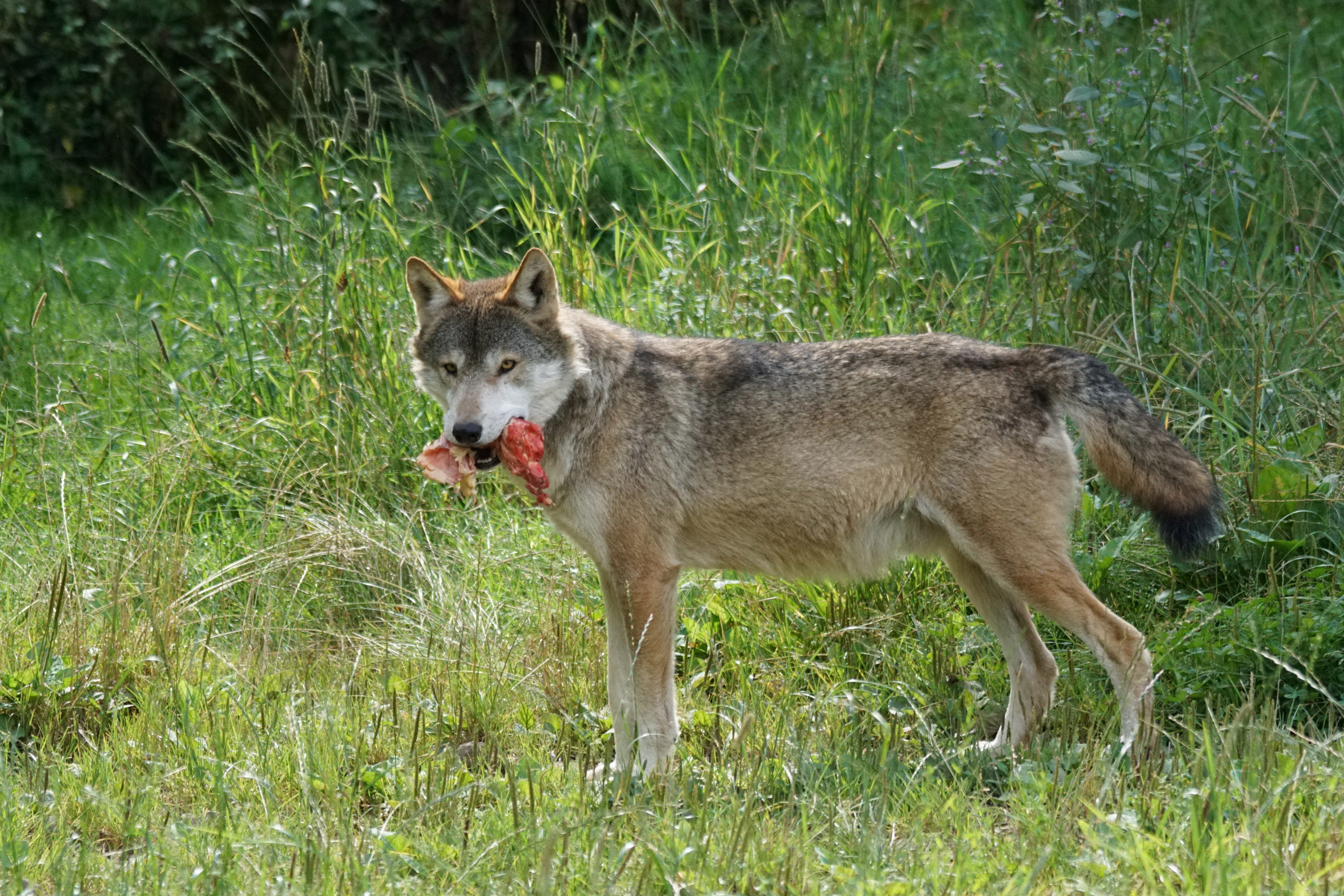 Predator, plant, day, vertebrate, gray Wolf, dog, carnivore, 5K, attention, canine, natural Land State, natural Beauty, black forest park, growth, one animal, HD Wallpaper
