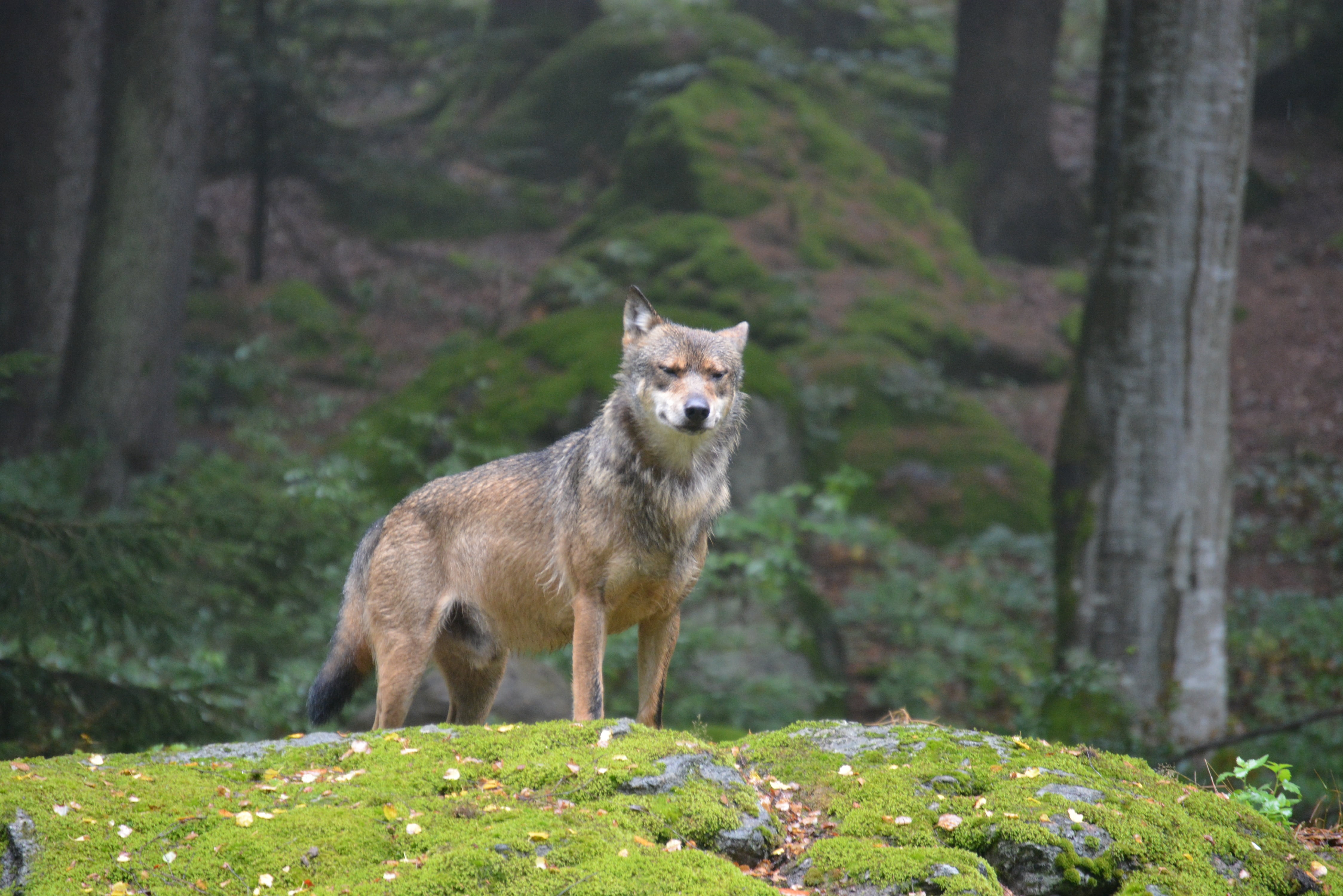 plant, day, nature, moss, animal, 4K, land, gray, predator, wild, domestic, tree, daytime, mammal, no people, covered, alpha dog, looking at camera, canis lupus, HD Wallpaper