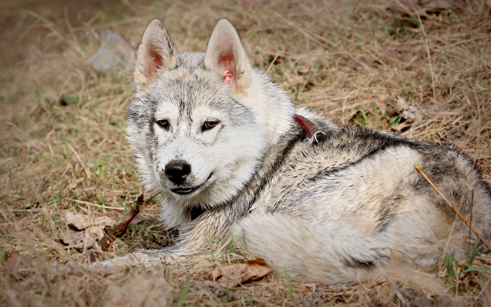 carnivore, junghund, wolf, field, animal head, fur, grey, purebred Dog, winter, alaskan Culture, grass, dog, natural Beauty, white, close-up, young Animal, HD Wallpaper