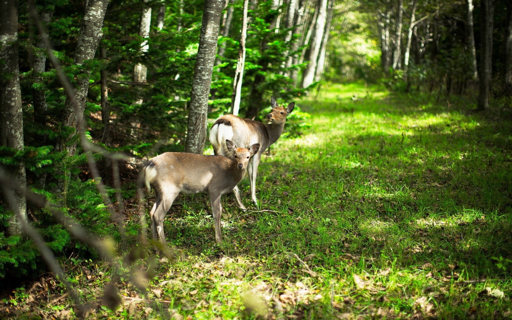 no people, pets, animal, grass, cute, deers, herbivorous, vertebrate, carnivore, two, young Animal, animals In The Wild, female Animal, wolf, brown, 720P, HD Wallpaper