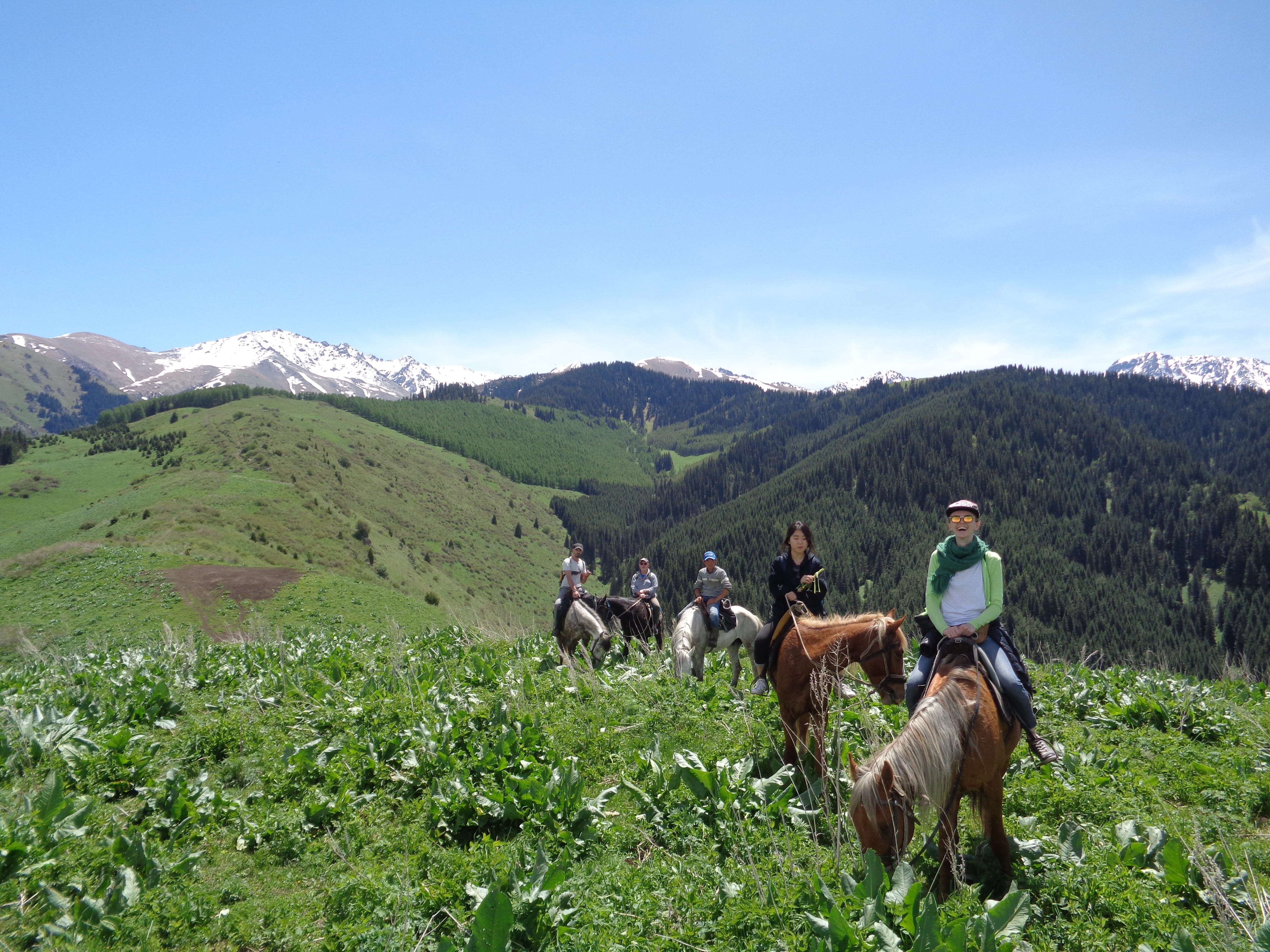 scenics - nature, plant, hiking, men, domestic animals, mountain range, horse riding tour, outdoors, nature, beauty in nature, grass, mammal, 5K, leisure activity, HD Wallpaper