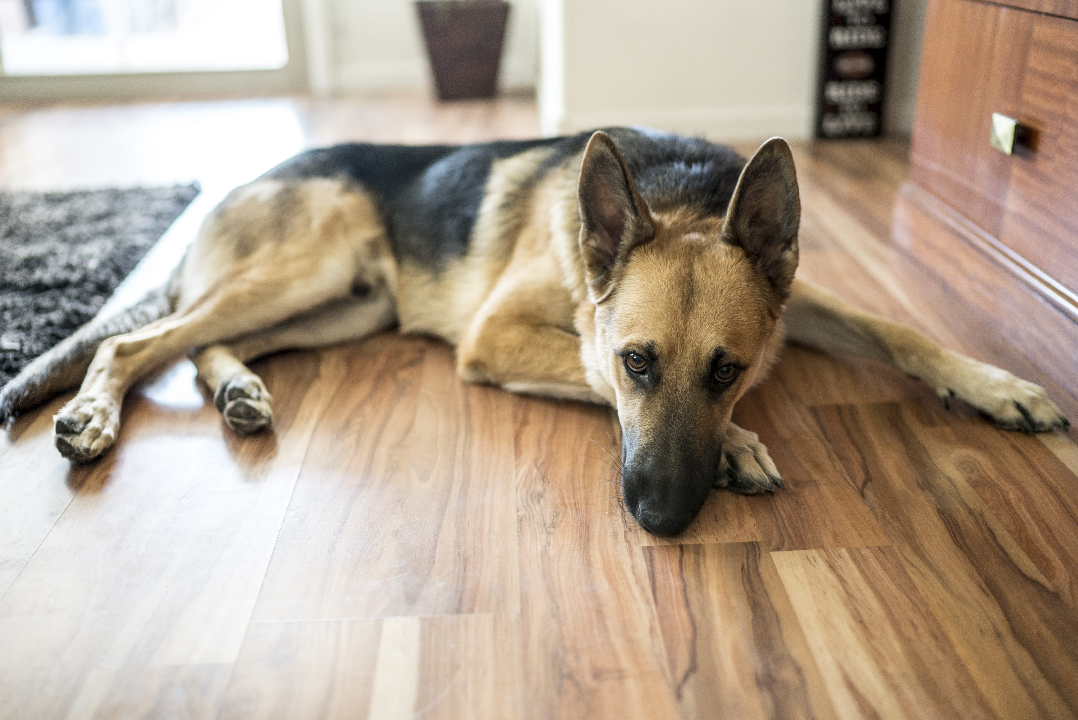 domestic, german shepard, las vegas, vegas, pets, zeiss, indoors, wildlife, relaxation, one animal, resting, canine, downtown, sleeping, sony, mammal, hardwood floor, HD Wallpaper