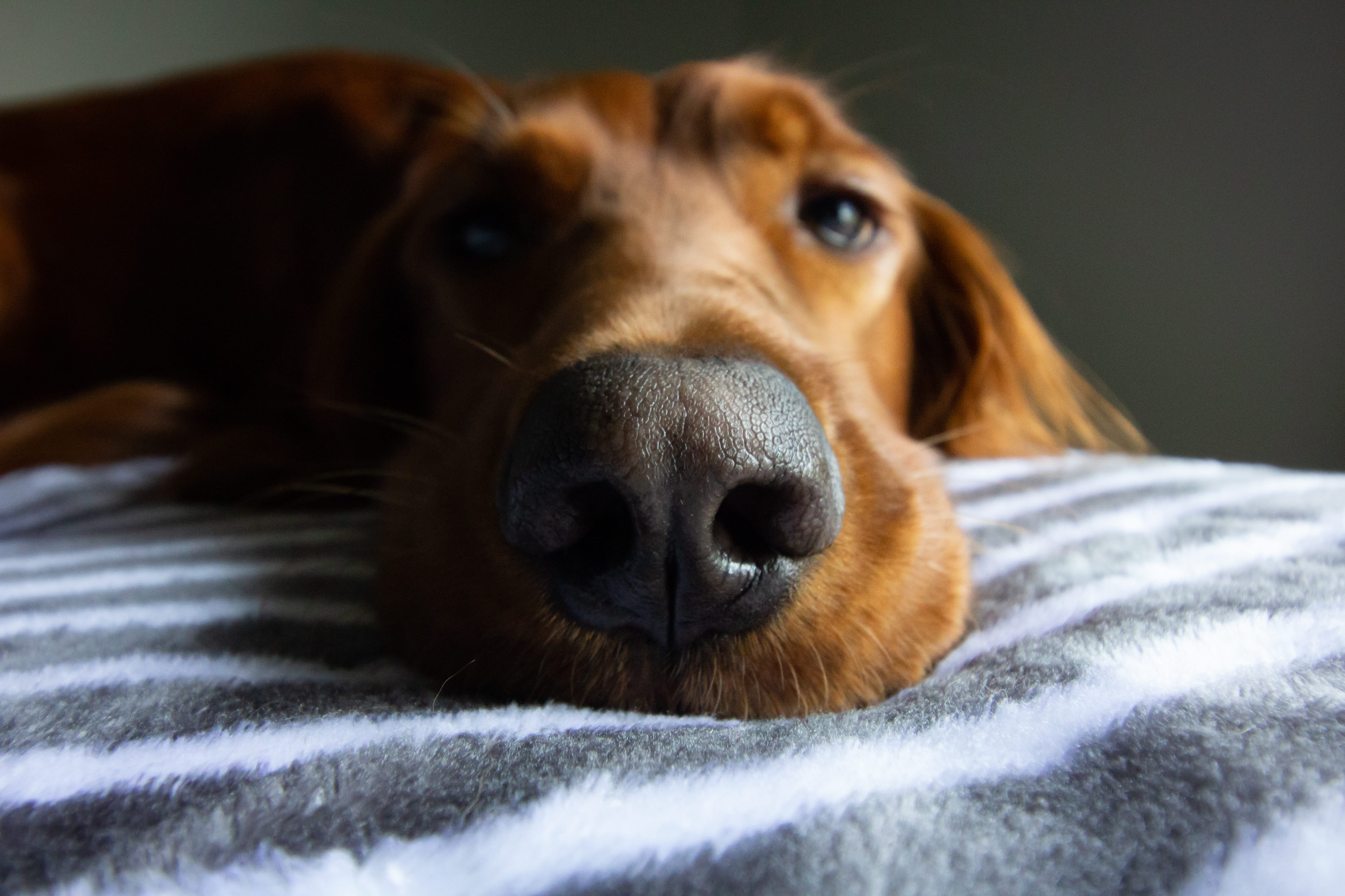 winter, animal body part, domestic animals, dog, snout, animal, indoors, mammal, stripes, somber, red, hairy, serious, nose, tired, eyes, small, domestic, HD Wallpaper