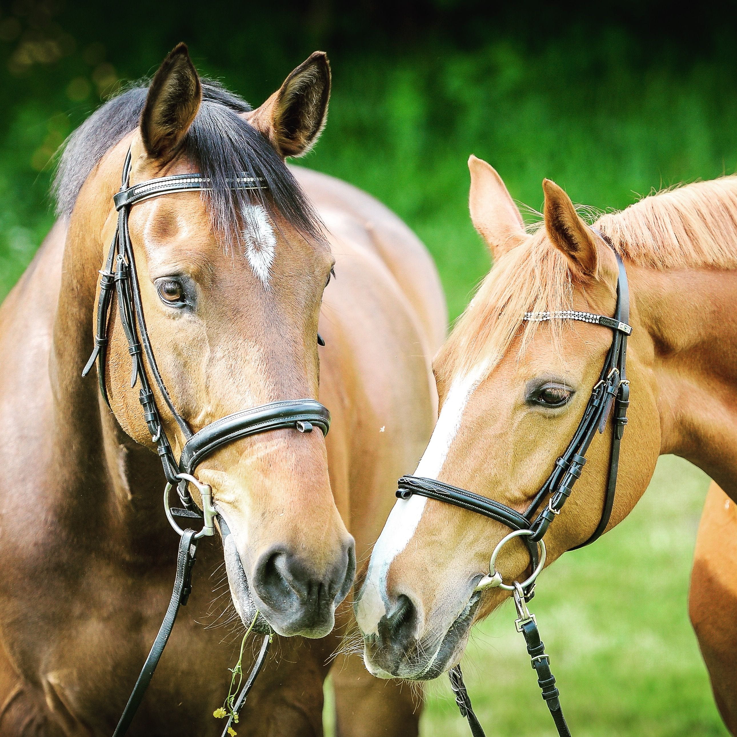 horse, bridle, brown, thoroughbred Horse, pets, rural Scene, mare, vertebrate, coated, photography, animal wildlife, beautiful, mammal, domestic animals, Phone HD Wallpaper