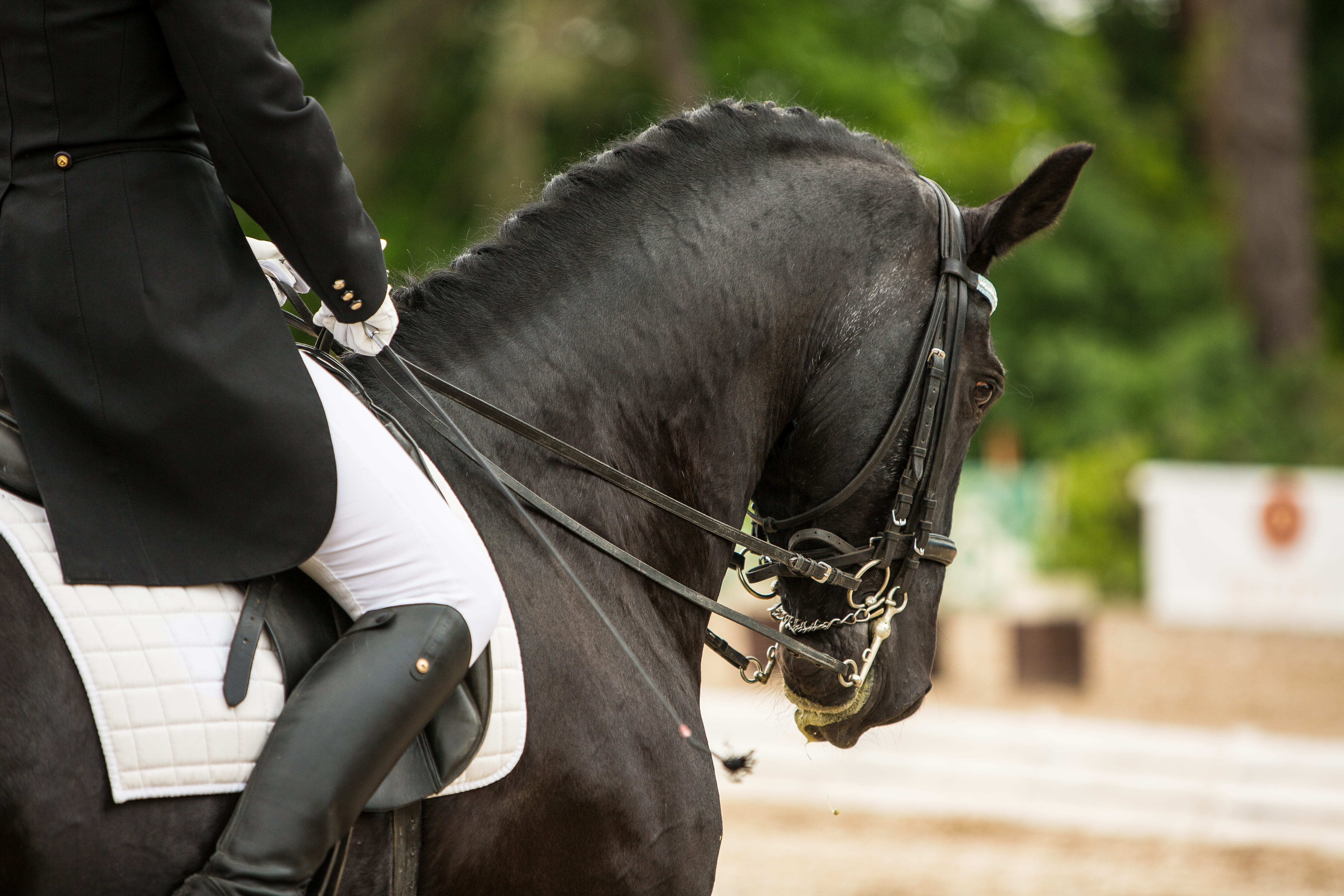 domestic, working animal, day, daytime, drezůra, photography, one animal, one person, animal body part, rider, pets, human limb, outdoors, horse riding, HD Wallpaper