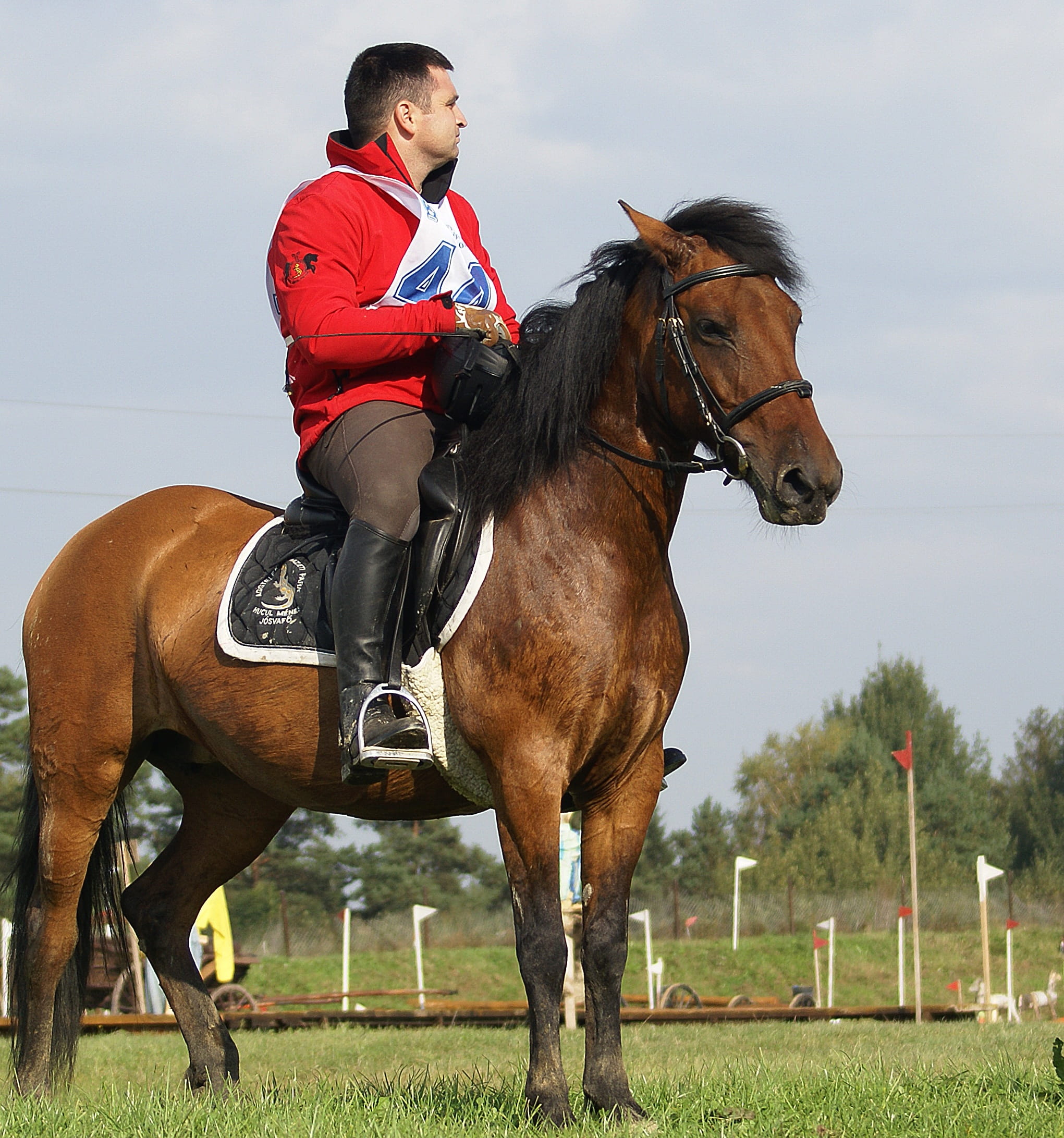 ride, one animal, competition, outdoors, activity, obstacles, harness, Horse, ointment, domestic animals, jumping, vertebrate, 1080P, scolds, Games, domestic, Phone HD Wallpaper