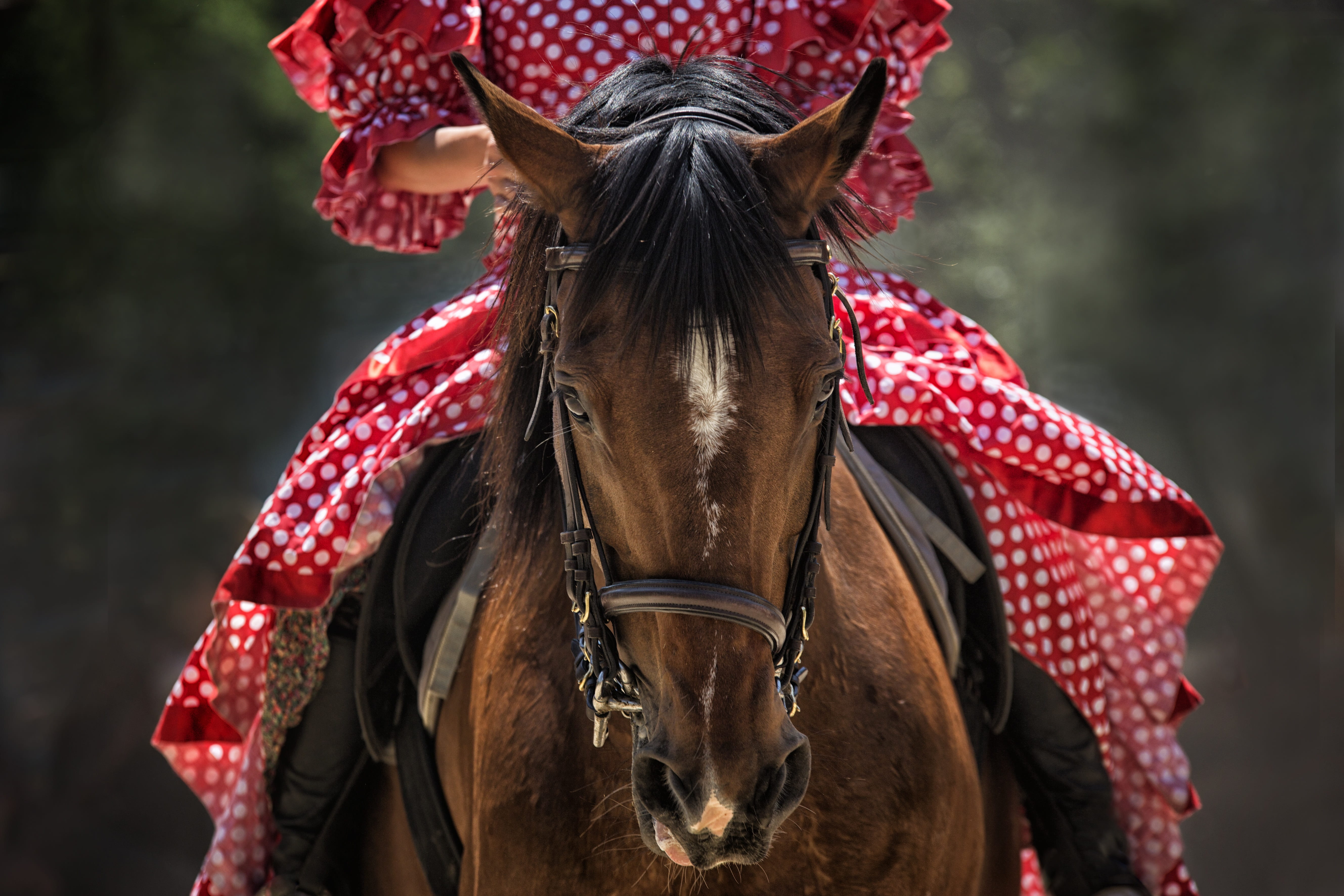 pets, riding, clothes, red, white, wearing, animal, day, clothing, animal wildlife, one animal, domestic, brown, horseback riding, person, livestock, outdoors, HD Wallpaper