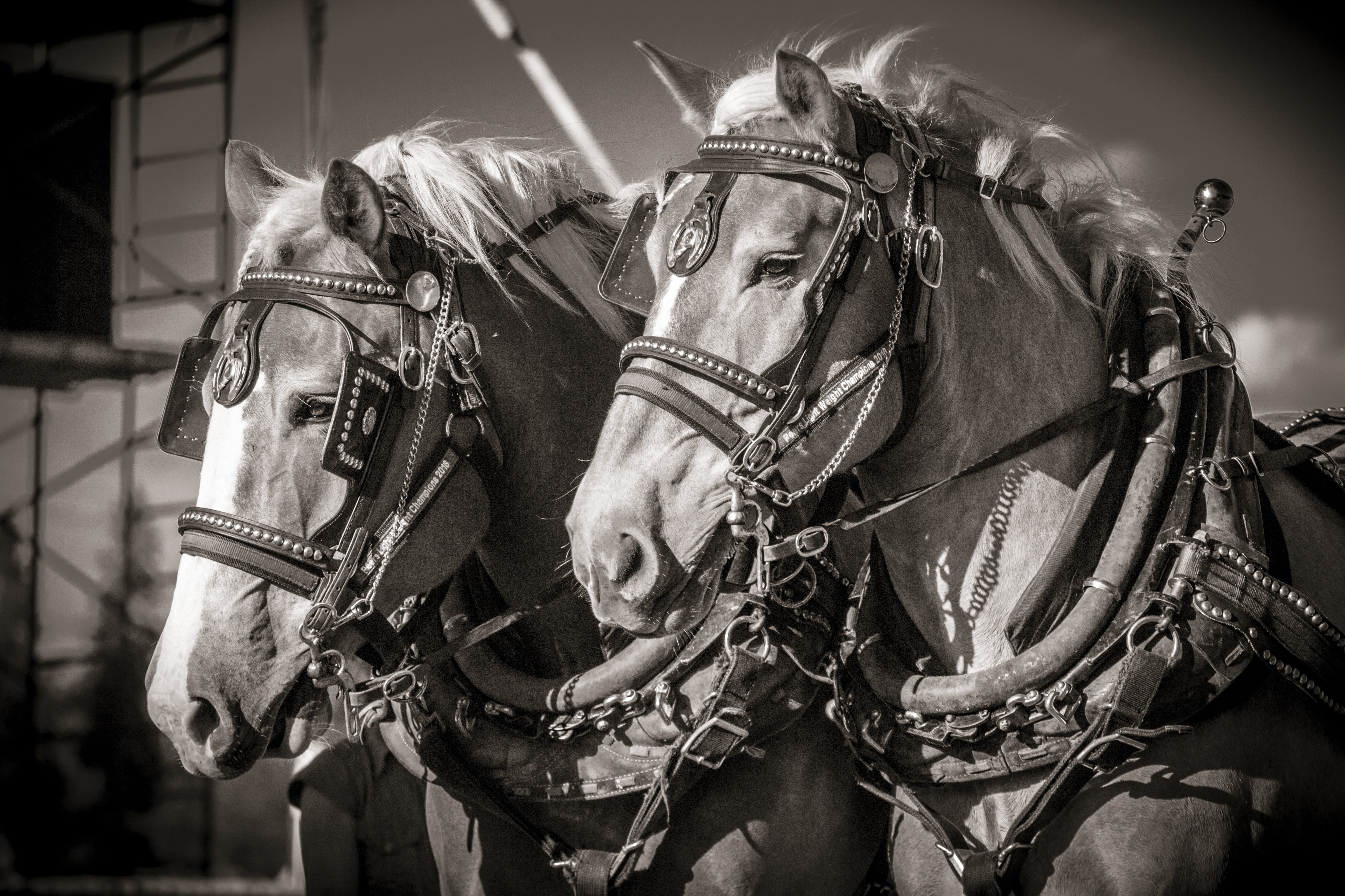 horse, harness, fair, domestic animals, animal wildlife, work, field, draught, day, race, brown, kind, portrait, mammal, ranch, horses, domestic, leather, HD Wallpaper