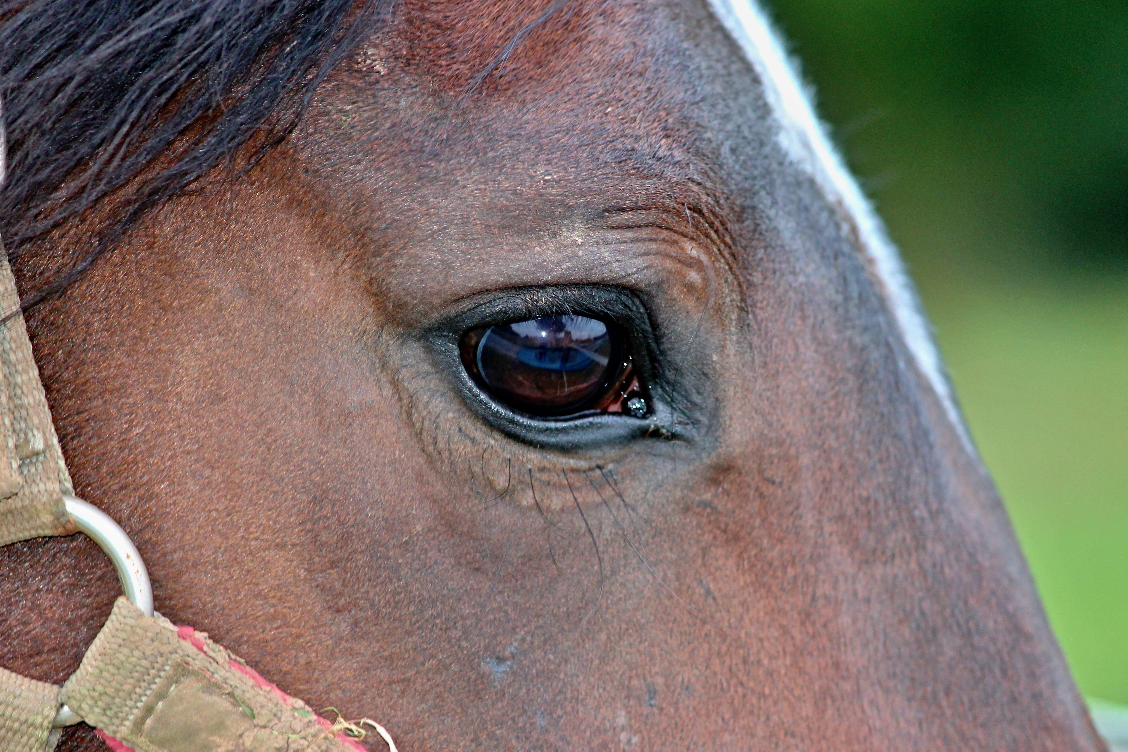 vertebrate, brown horse, animal body part, one person, horse eye, horse head, outdoors, close, animal wildlife, mare, halter, pride, animal, human body part, HD Wallpaper