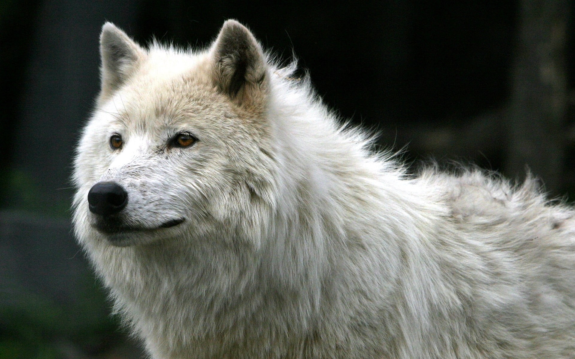 animal wildlife, outdoors, focus on foreground, 1080P, animal, white, close-up, looking, nature, animal head, animals in the wild, dog, one animal, snout, HD Wallpaper