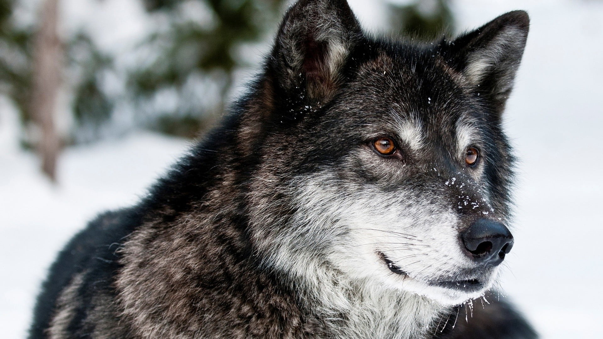 snow, outdoors, animal wildlife, animal themes, nature, animal body part, close-up, domestic, mammal, wolf, one animal, domestic animals, white, black color, HD Wallpaper