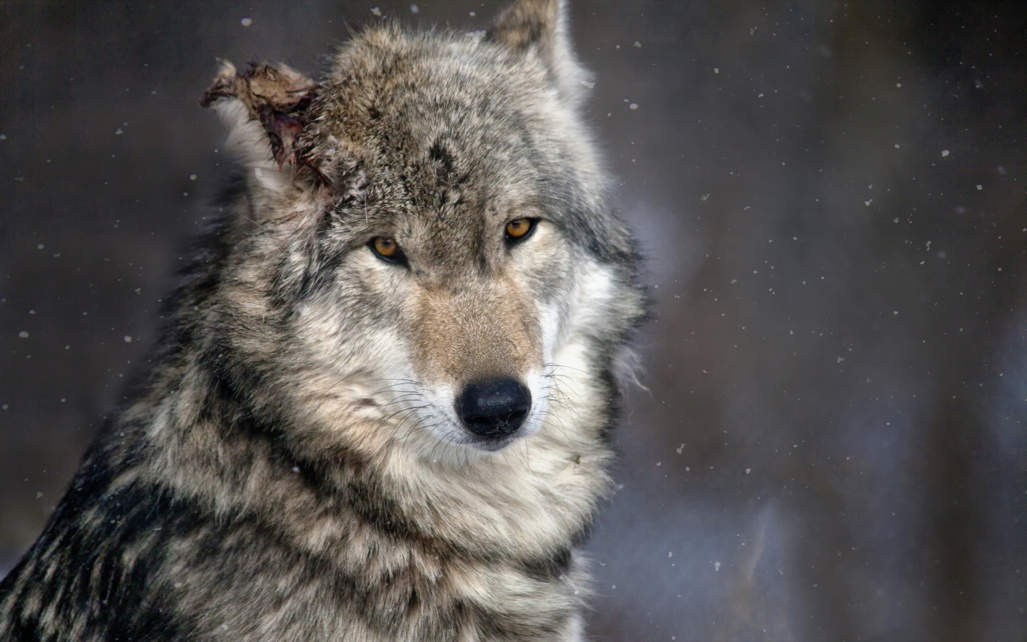 snowing, canine, animals, nature, animals in the wild, day, 1080P, animal themes, outdoors, close-up, blizzard, dog, no people, wolf, animal wildlife, HD Wallpaper