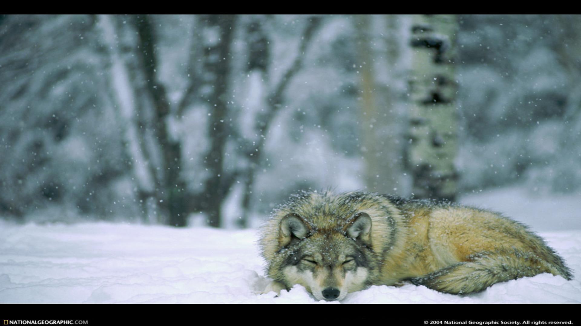 usa, minnesota, national, winter, 1080P, wolf, animals, forest, park, HD Wallpaper