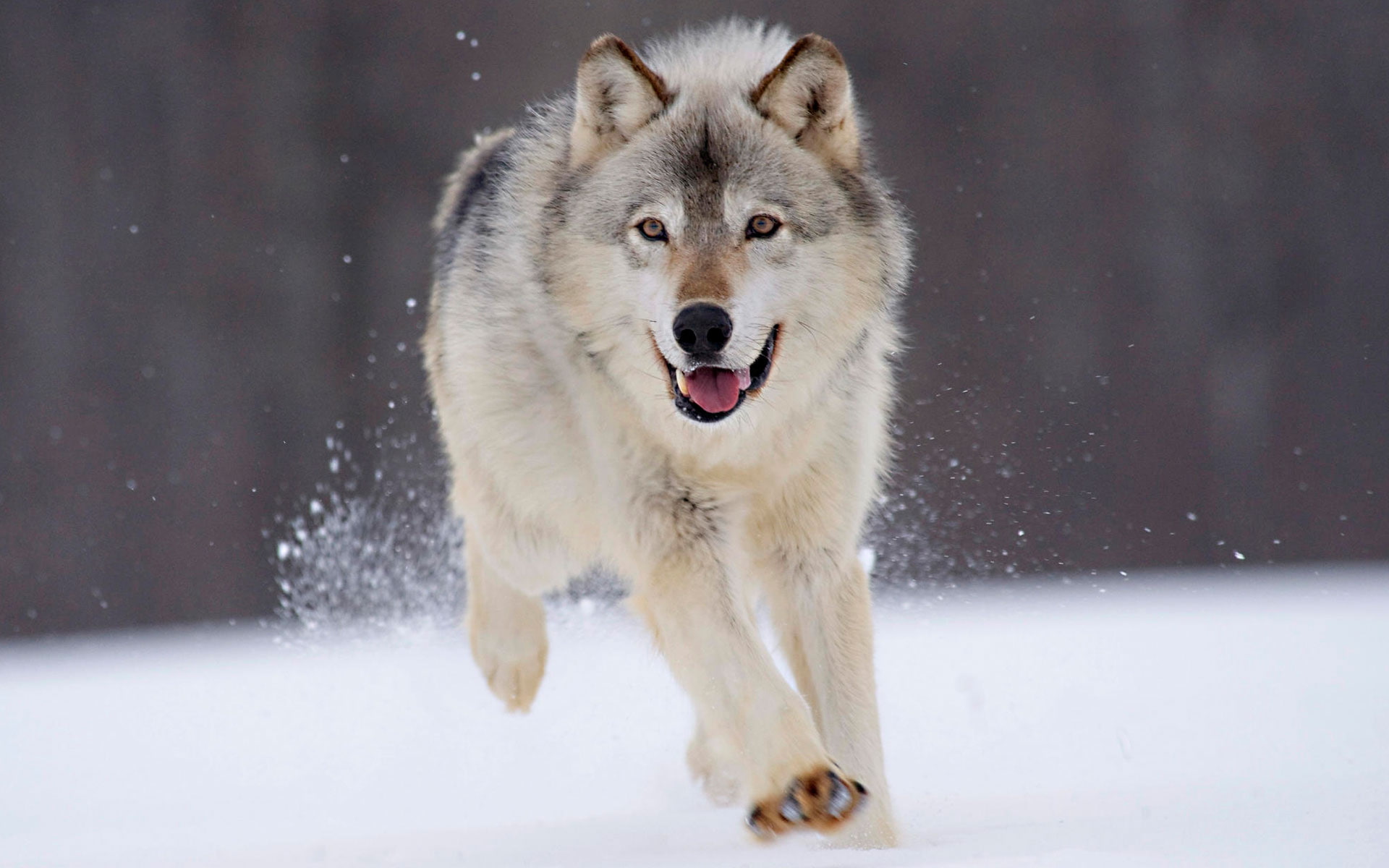 Minnesota, Gray, Wolf, 1080P, HD Wallpaper