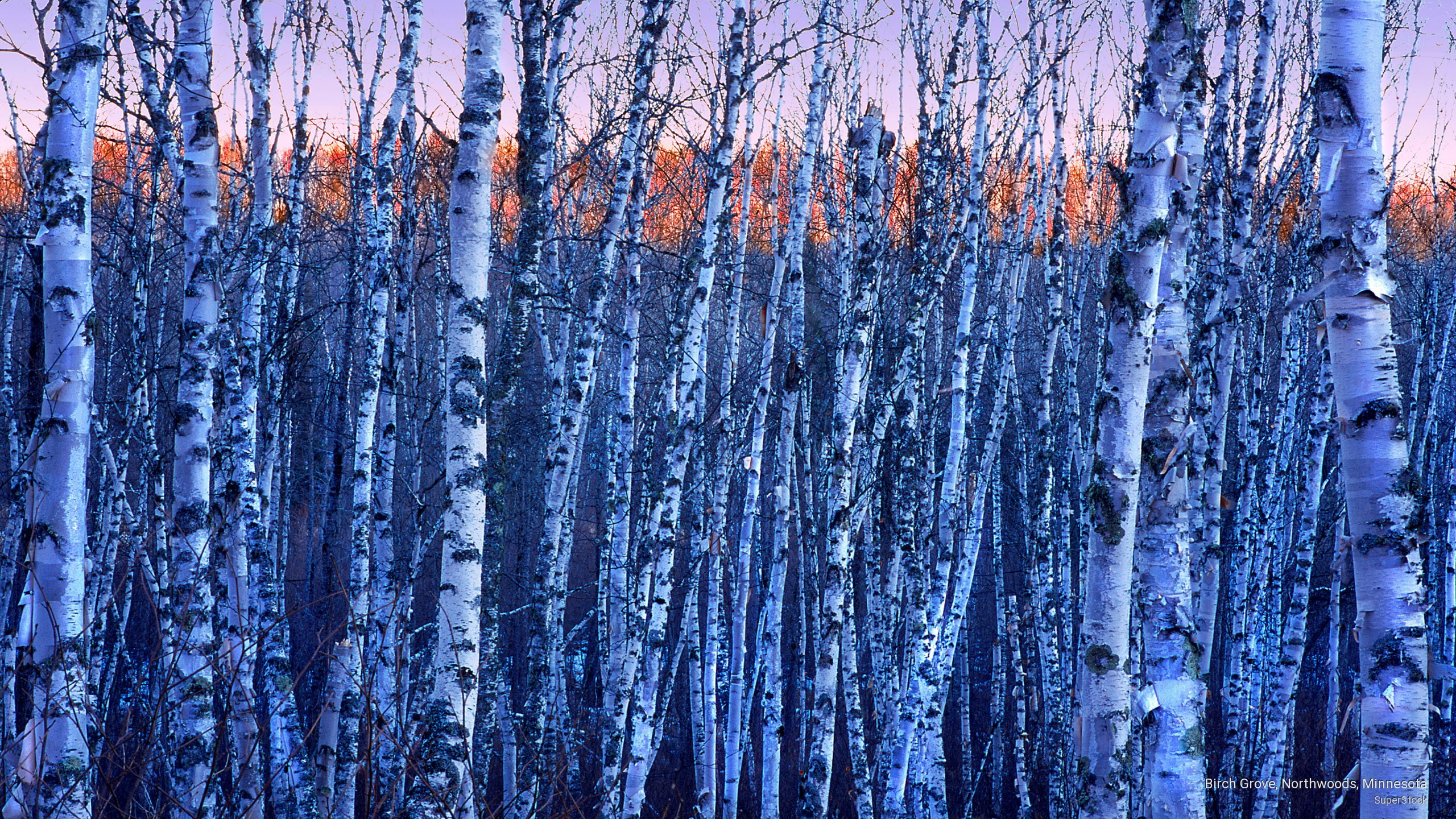 minnesota, birch, grove, Nature, northwoods, 2K, HD Wallpaper