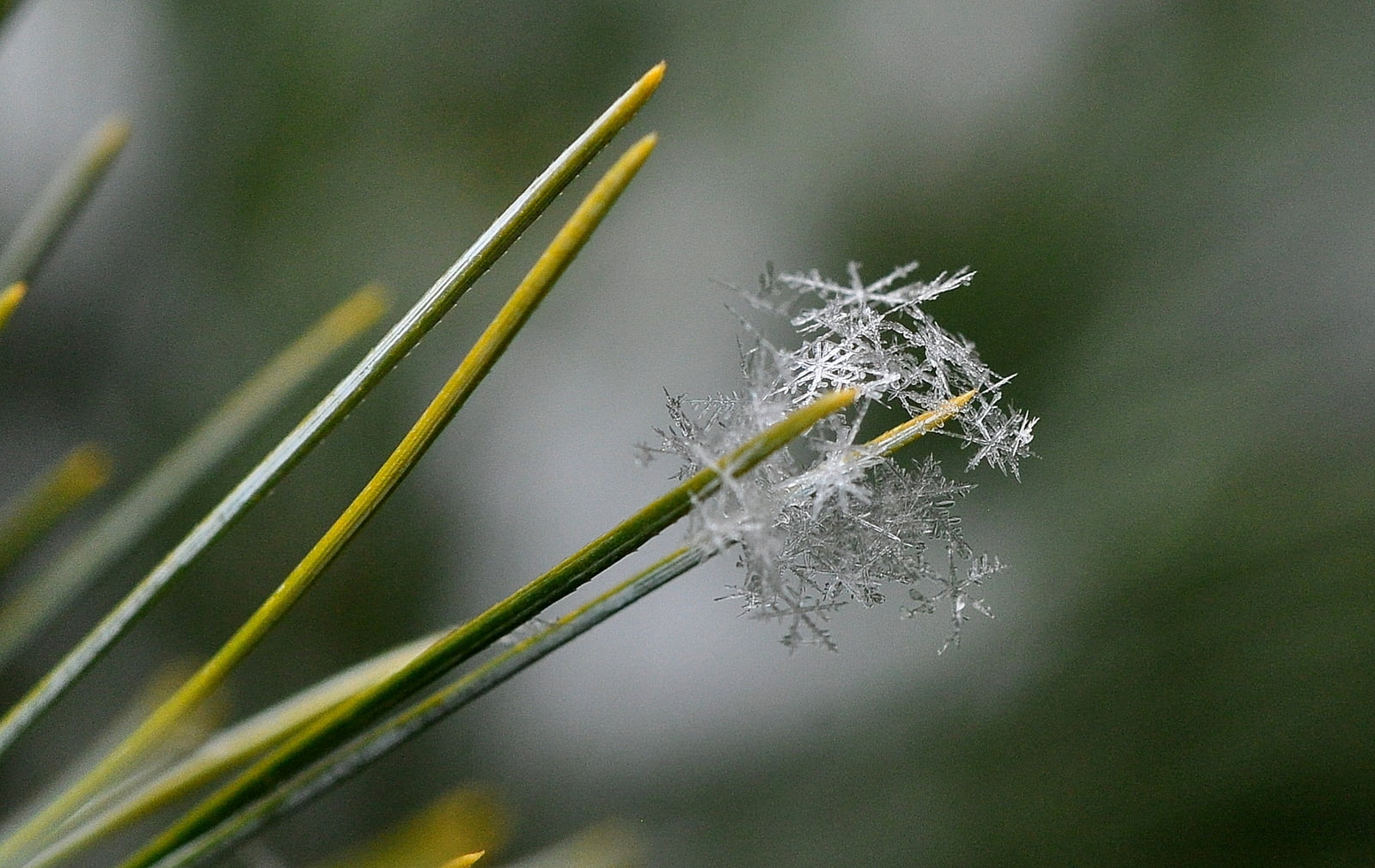 720P, snowflakes, I love it, leaf, Ok, photography, close-up, close, I know, bunch, close up photography, snow, stretch, nature, plant, flakes, HD Wallpaper