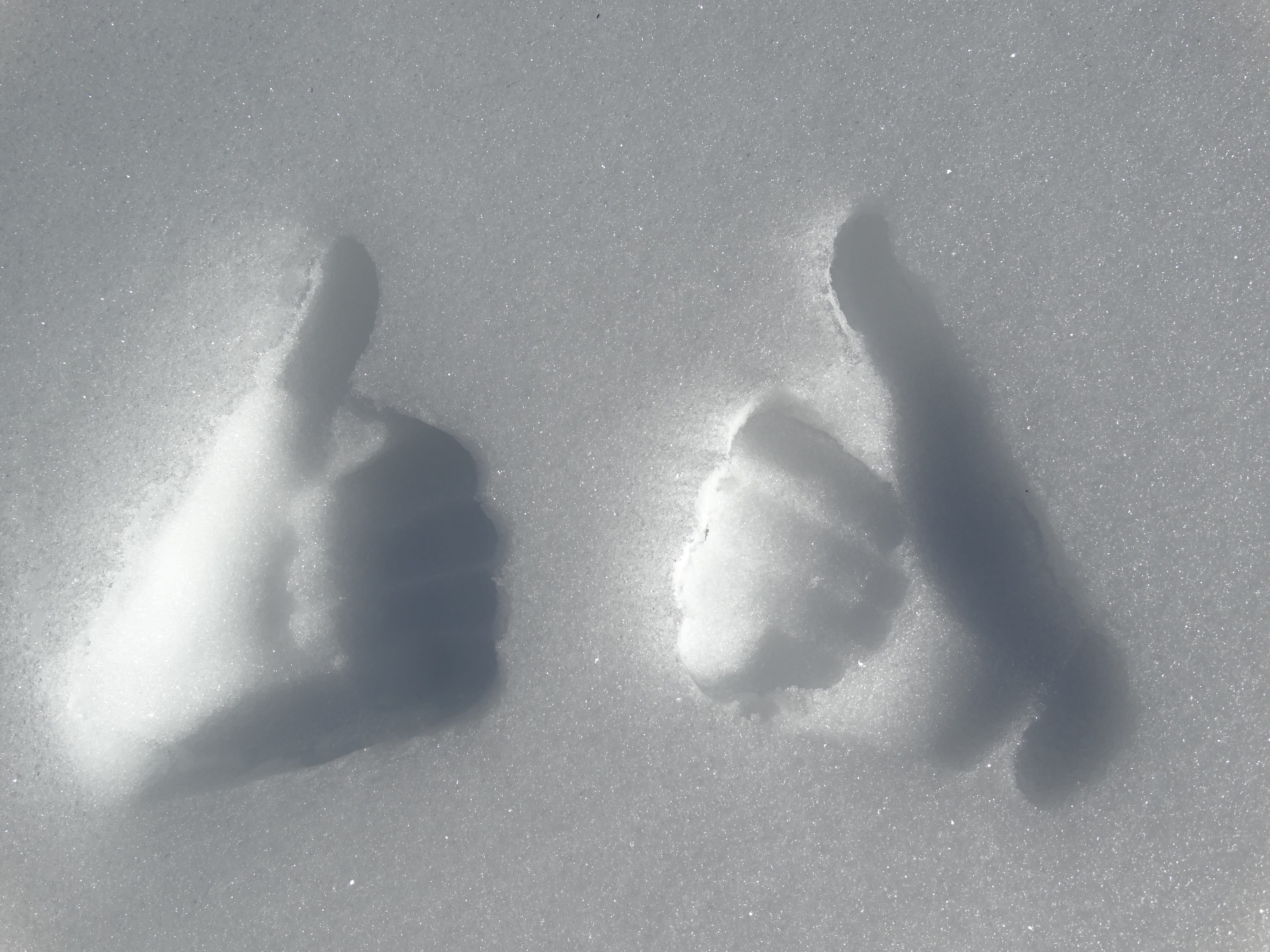 Thumbs Up, day, sunlight, illustration, Snow, Finger, full frame, Tracks, snow tracks, table, people, food and drink, food, human hand, shadow, studio shot, HD Wallpaper