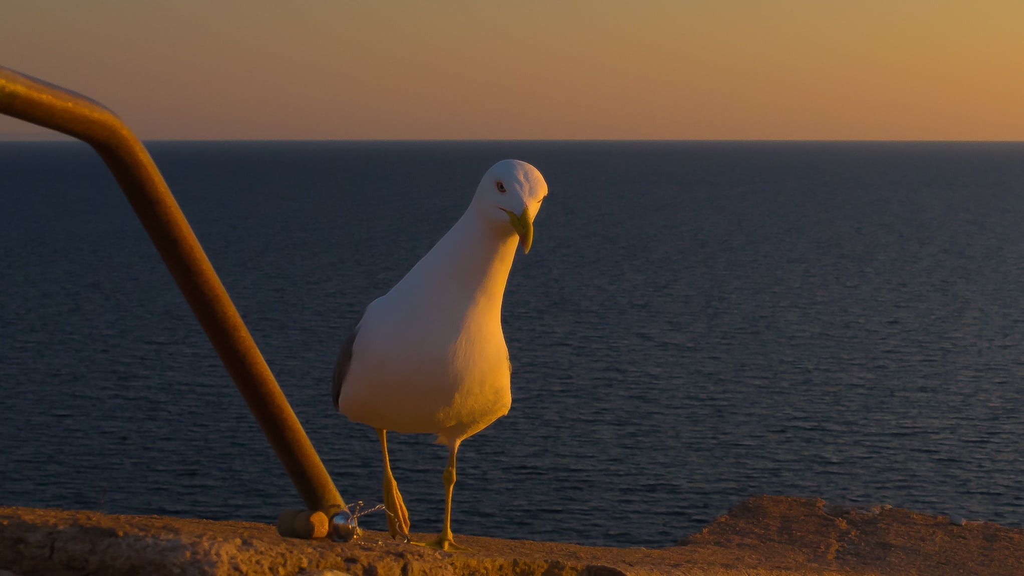 sunset, beach, funny, close-up, afterglow, 1080P, animal wildlife, nice, walk on the beach, tranquility, peaceful, curious, abendstimmung, tranquil scene, HD Wallpaper
