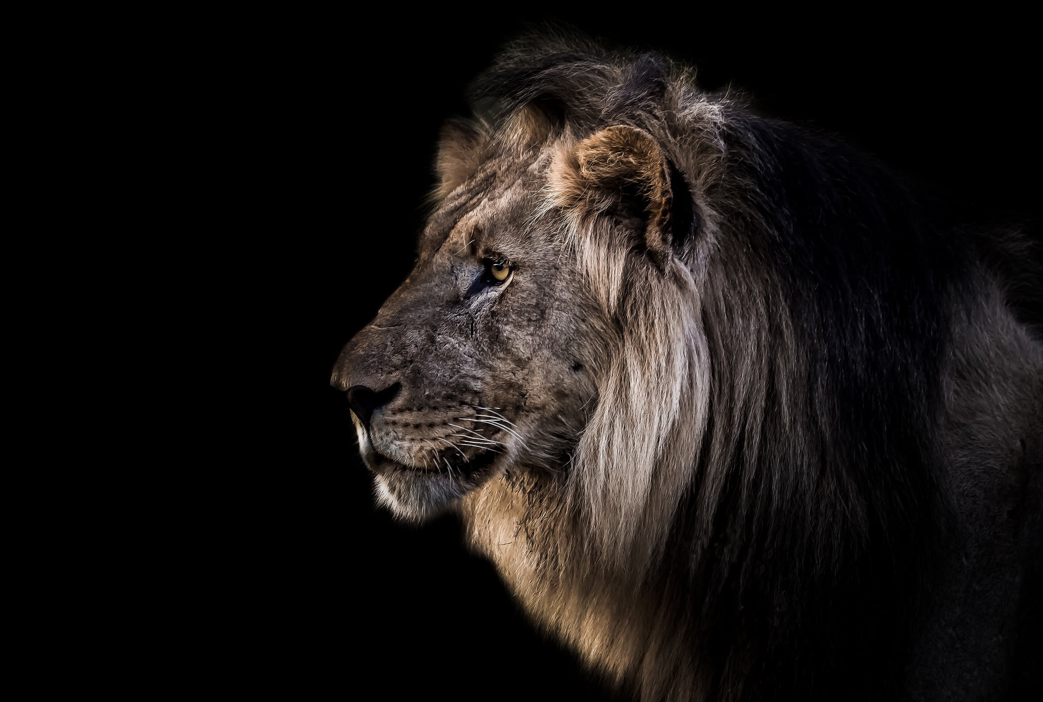one animal, vertebrate, profile view, male animal, mane, animals in the wild, 1080P, studio shot, background, looking, animal head, Leo, animal, animal themes, HD Wallpaper