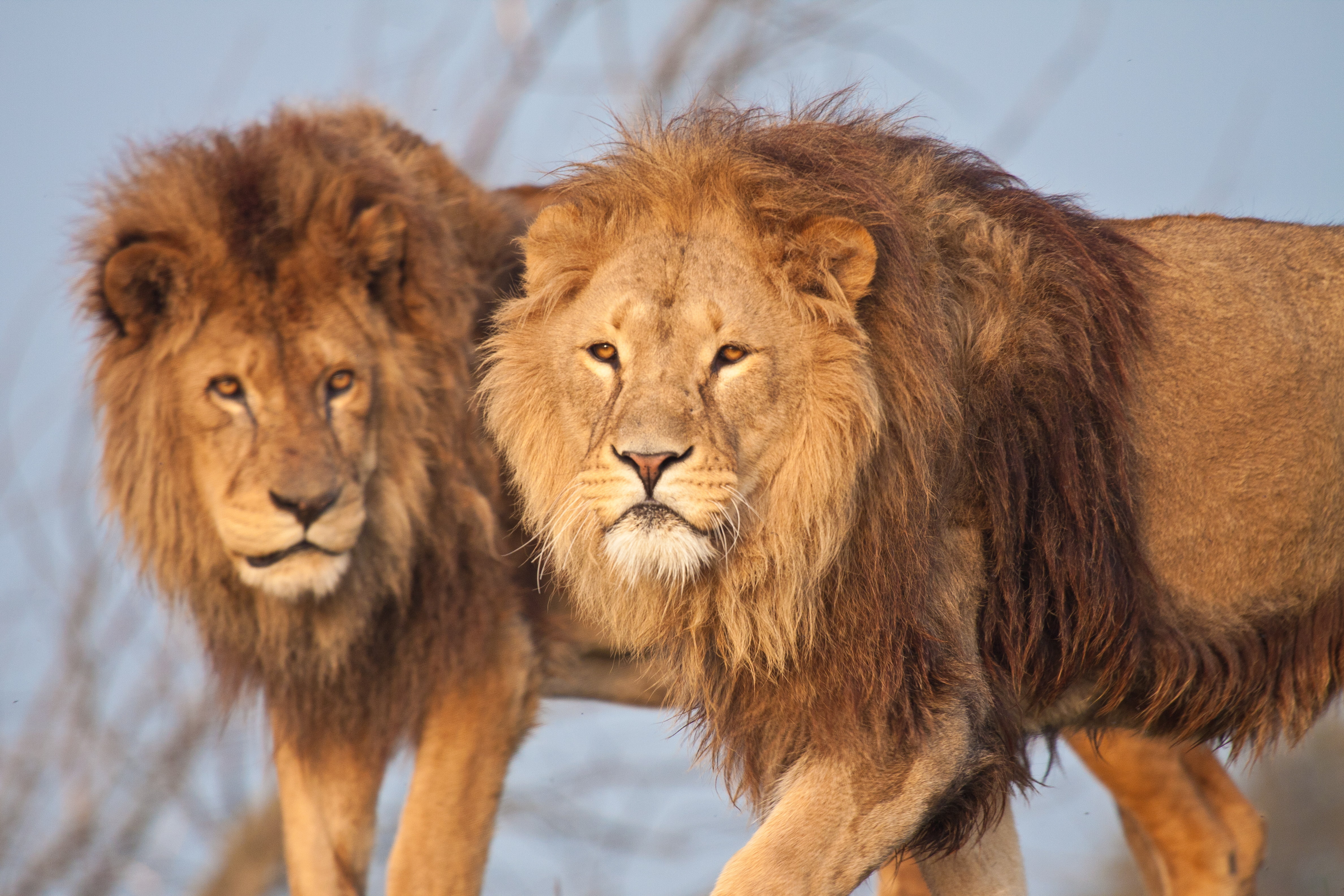 Leo, mane, 4K, lions, cat, brothers, HD Wallpaper