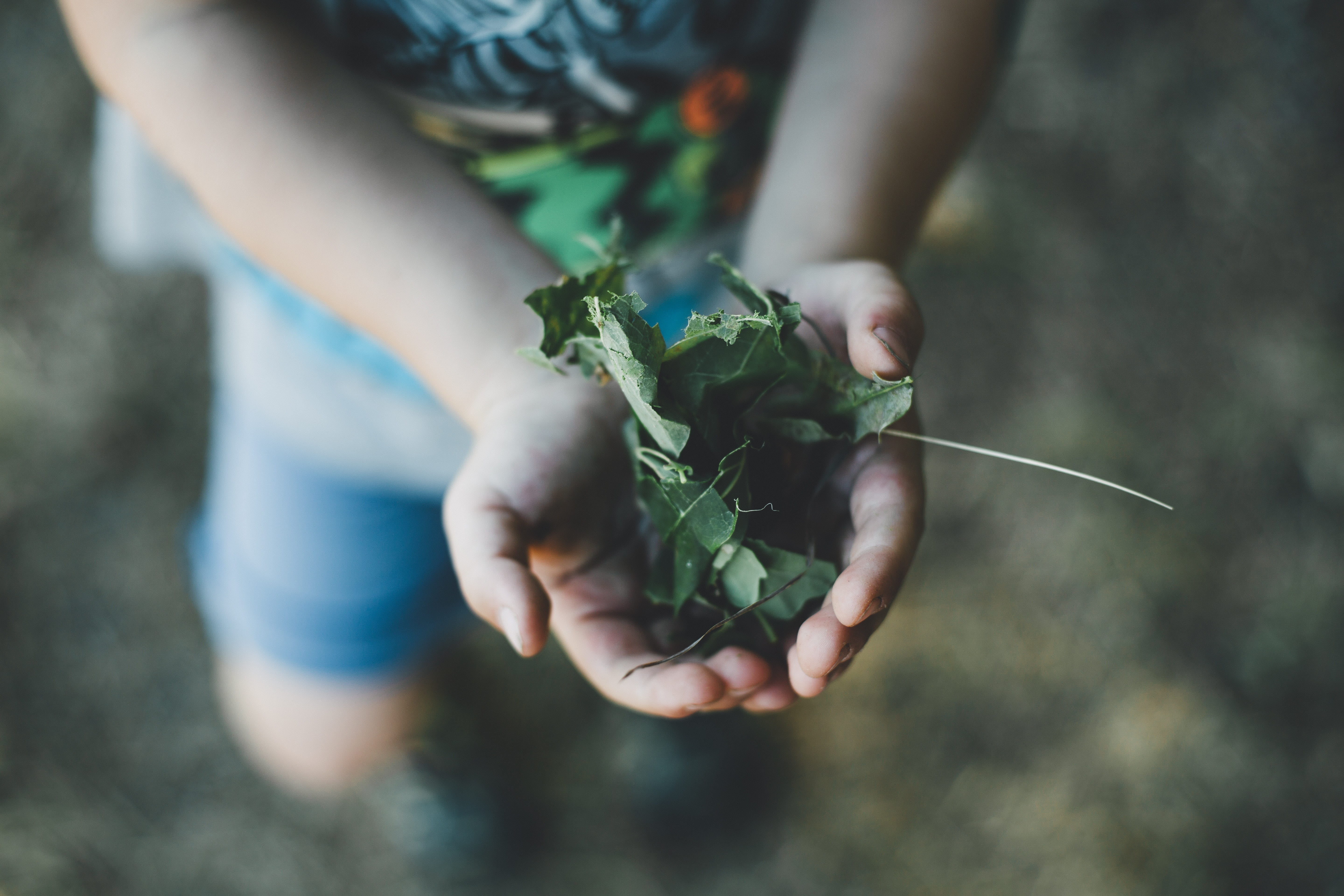 finger, plant, fantastic, nature, focus on foreground, real people, day, conqueror, women, leisure activity, selective focus, kindergarten, leaf, discover, HD Wallpaper