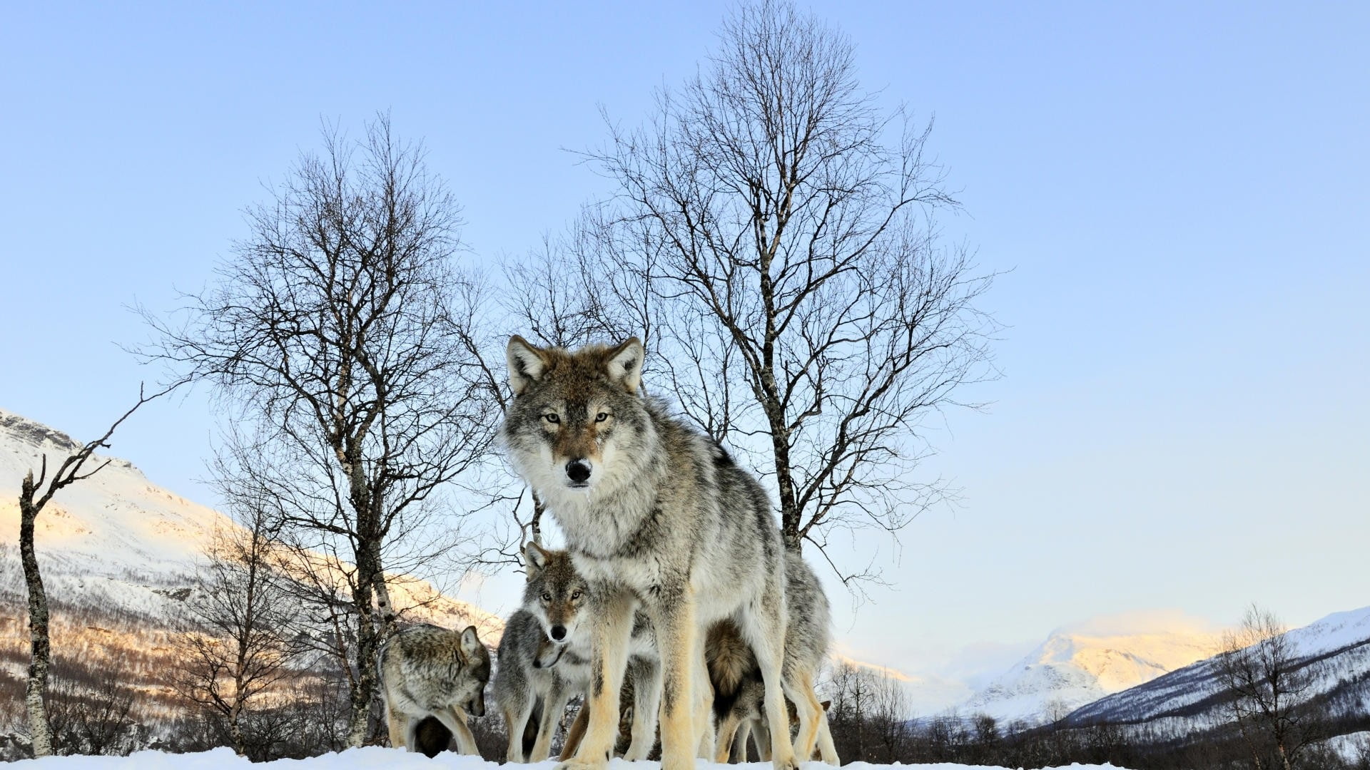Winter, Snow, Wolf, 1080P, HD Wallpaper