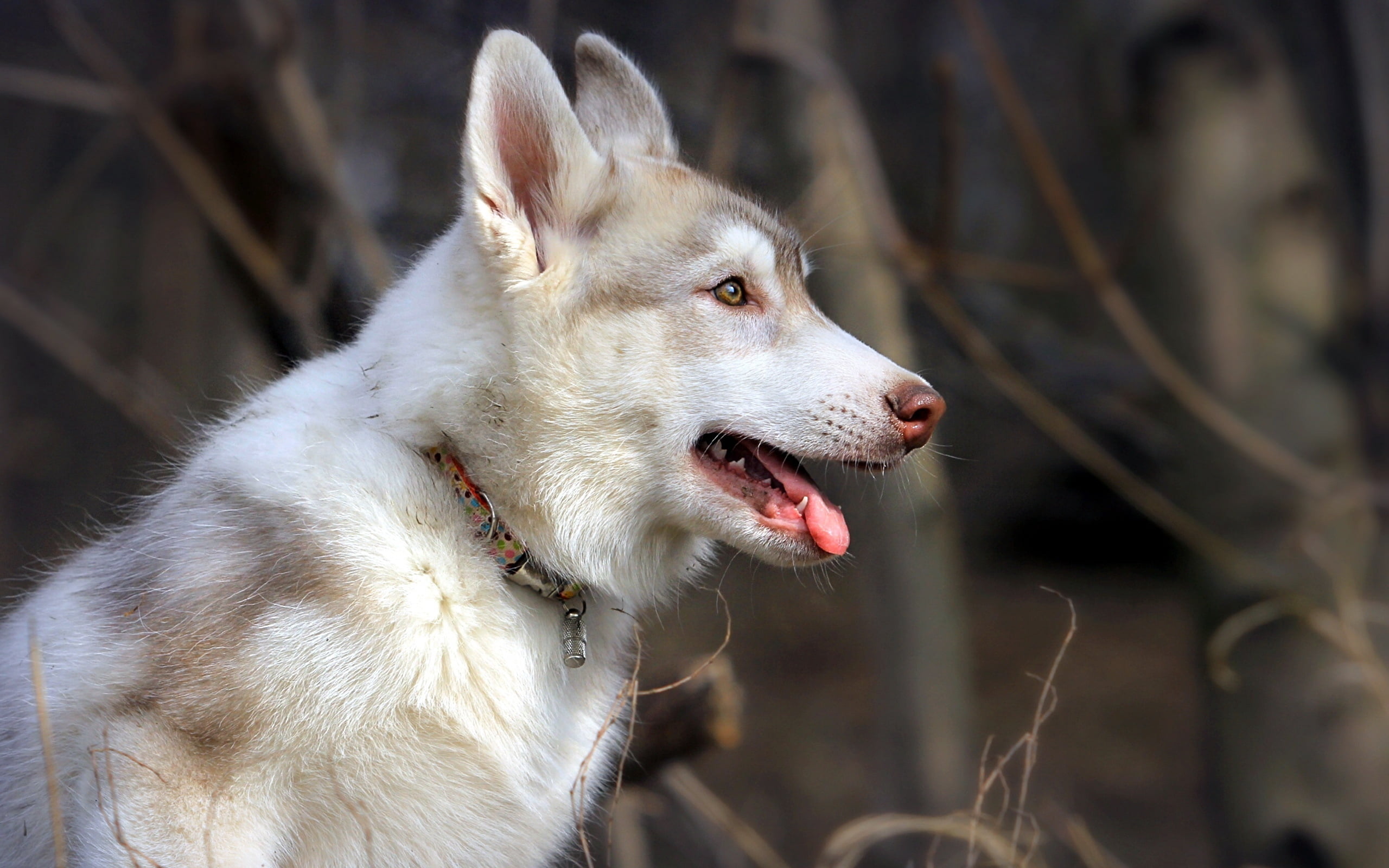 profile, 2K, nature, sled Dog, friendship, fur, animal Ear, animal tongue, brown, puppy, young Animal, wolf, animal Nose, summer, cute, human Face, looking away, HD Wallpaper