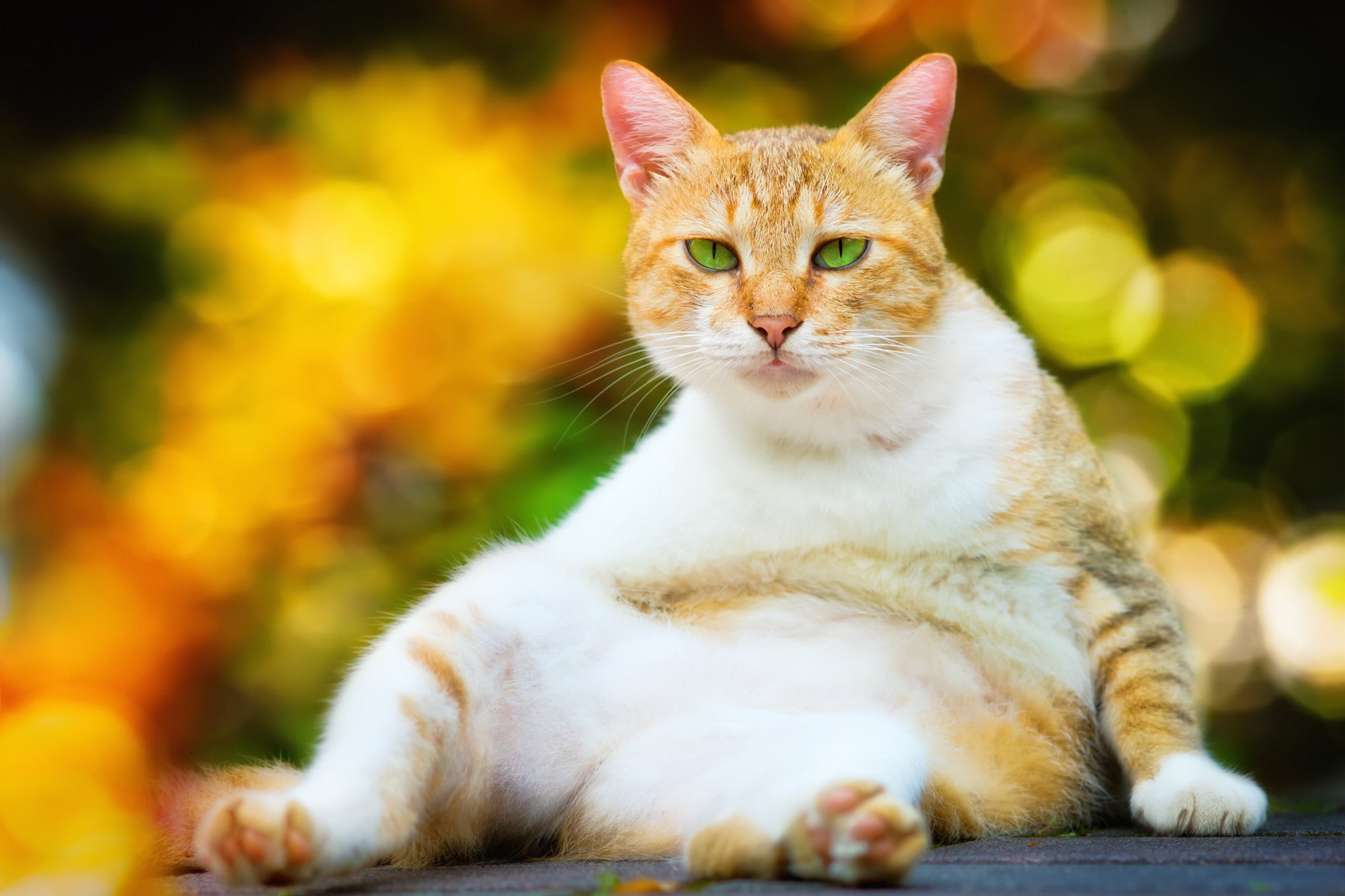 yellow cat, 1080P, green eyes, Cat, look, Animal, eyes, HD Wallpaper